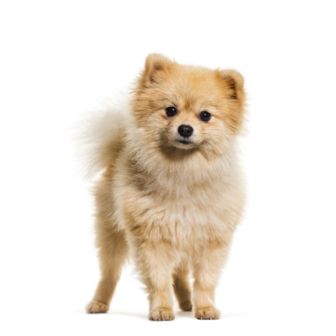 pomeranian raw food diet