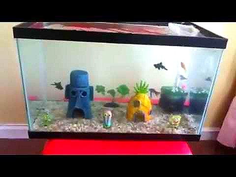 ten gallon fish tank