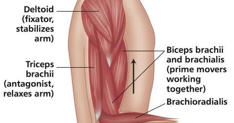 What Is Fixator Muscles What Is Fixator Muscles By Stayfitwithanand Stayfitwithanand Medium