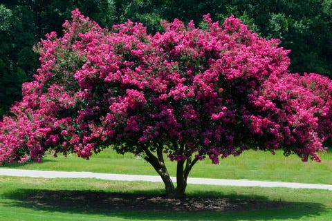Crape Myrtle — A Southern Tree for Your Alpharetta and ...