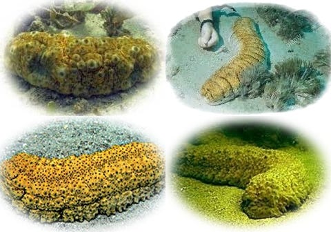 Haisom Kering Teripang Emas Gamat Sea Cucumber Timun Laut 1kg Shopee Indonesia