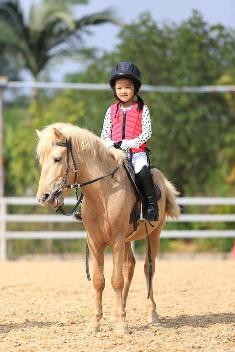 Top 5 Best Horse Breeds For Beginners You Must Know By Horse Is Love Medium