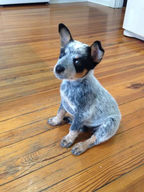 2 month old blue heeler
