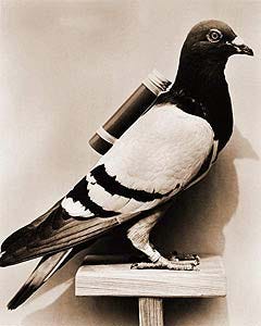 How Did Pigeons Deliver Letters Skillful Rats Of The Sky By Radha Kapadia Jun 2021 History Of Yesterday
