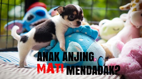 Anak Anjing Mati Mendadak Rio Farm