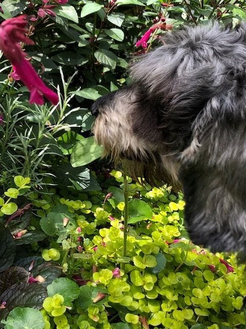 why is my dog eating plants