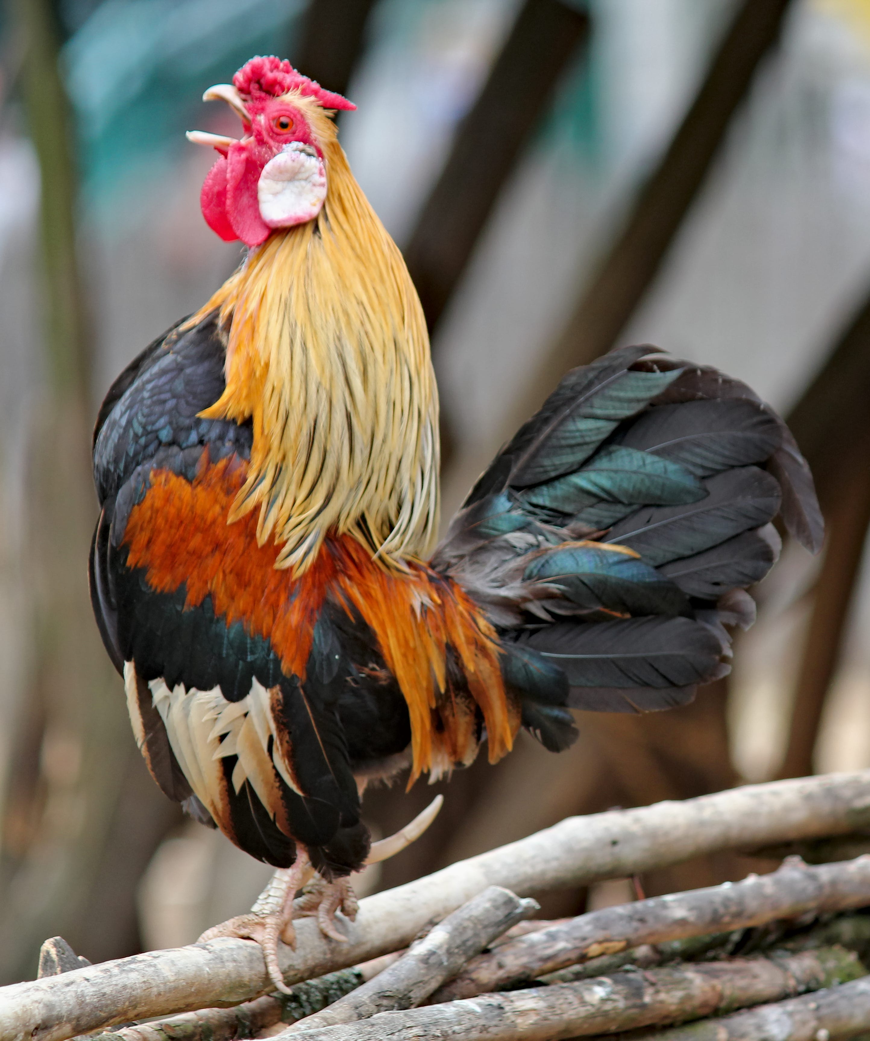 A Gigantic Rooster Makes For A Memorable Saturday By Enrique Fiallo Simplicity Medium