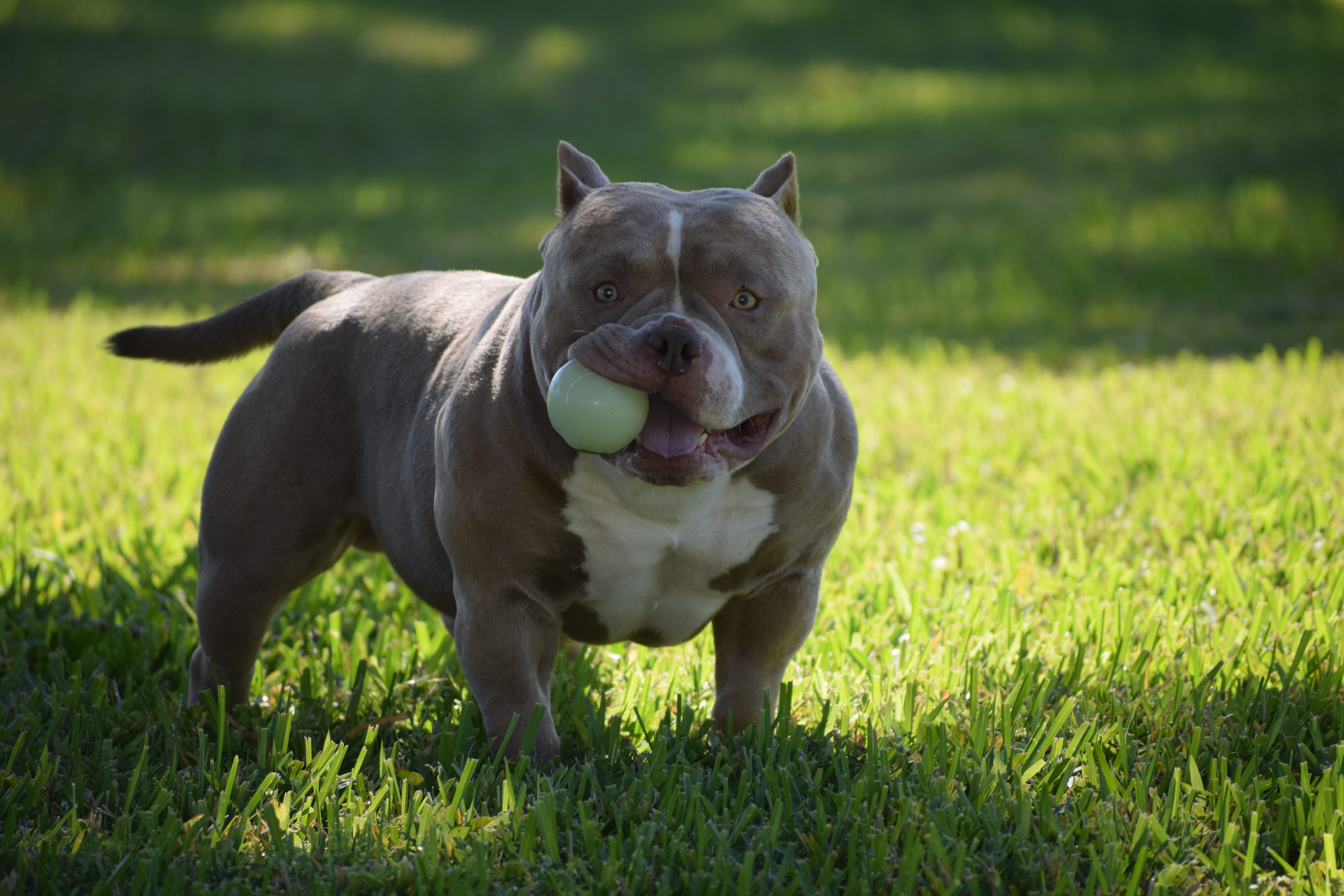 american bully muscle