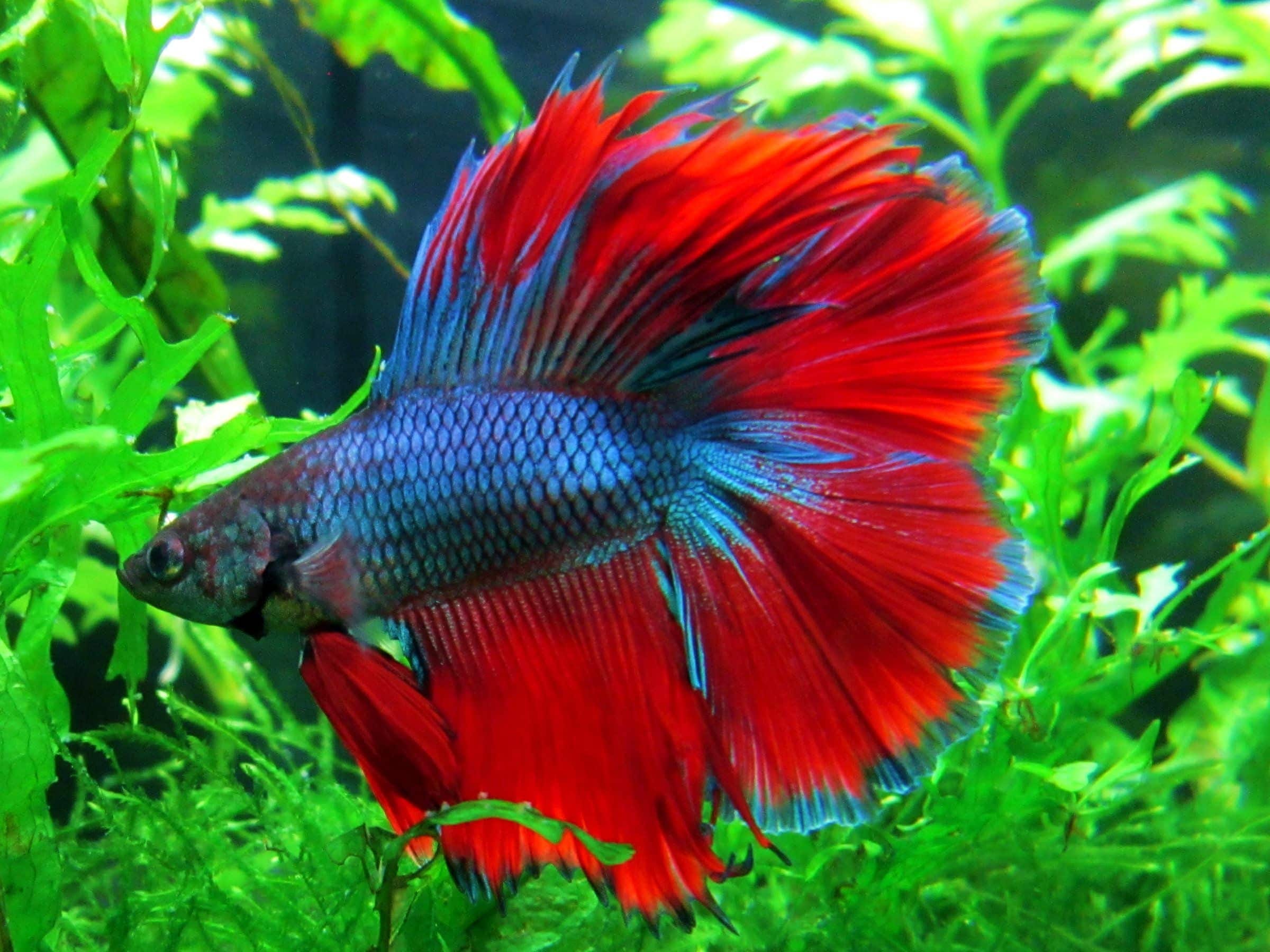 betta fighting fish care