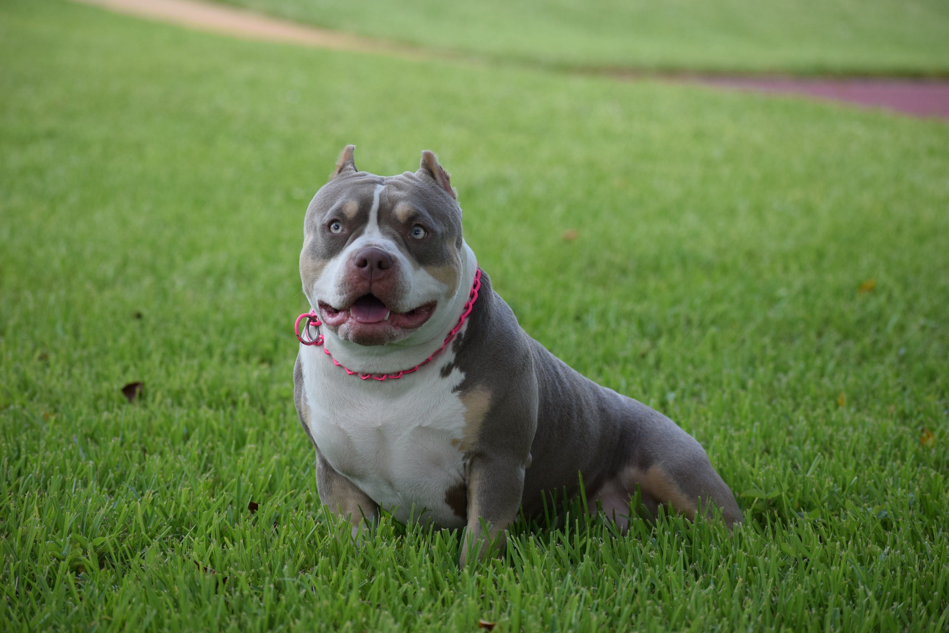 BEST OF THE TRI COLOR AMERICAN BULLY | AMAZING POCKET BULLIES | By ...