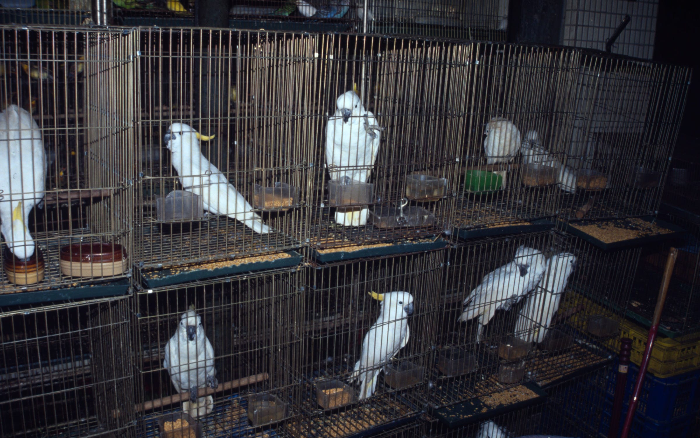 cockatoo cage for sale