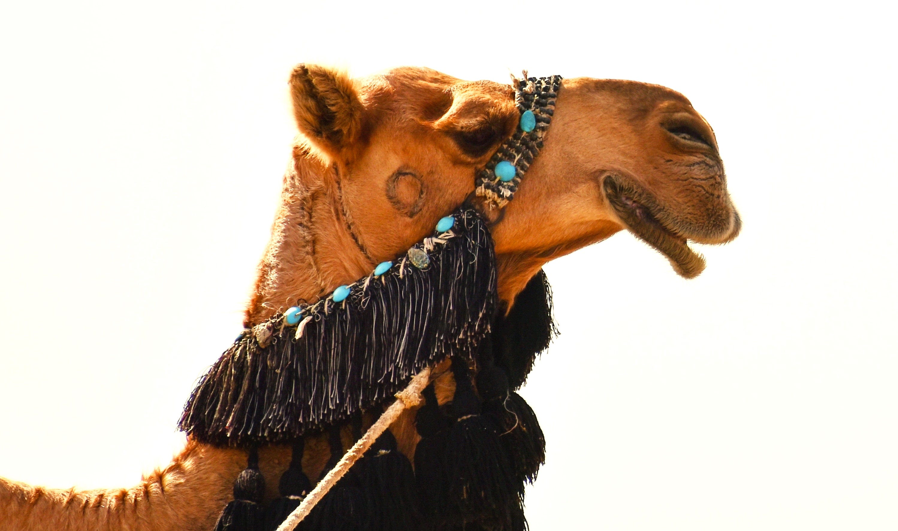 Is Vegetarianism Compatible With Islam By Allison J Van Tilborgh Interfaith Now Medium