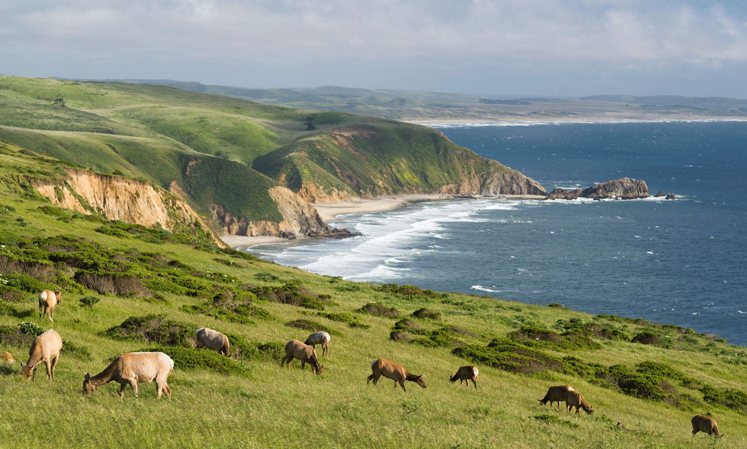 Point Reyes by Land and by Sea. Where Holsteins, herons, and hidden… | by  Rachel Levin | Airbnb Magazine | Medium