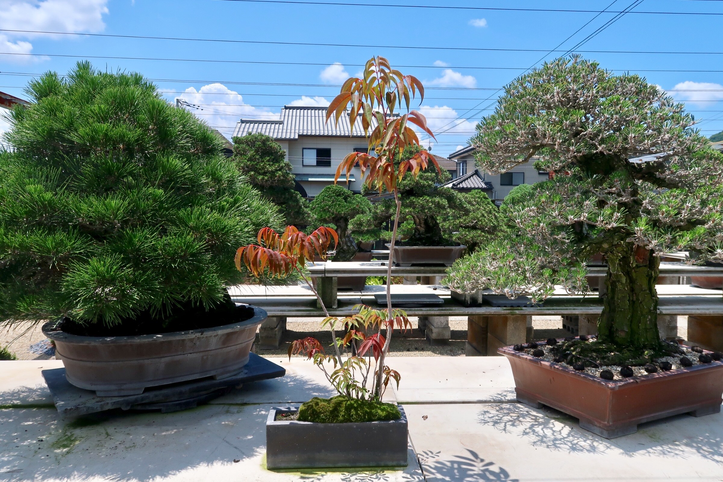 高松盆栽 Bonsai 瀨戶內海藝術祭女木島 中西珍松園 By Vivian Chen Medium