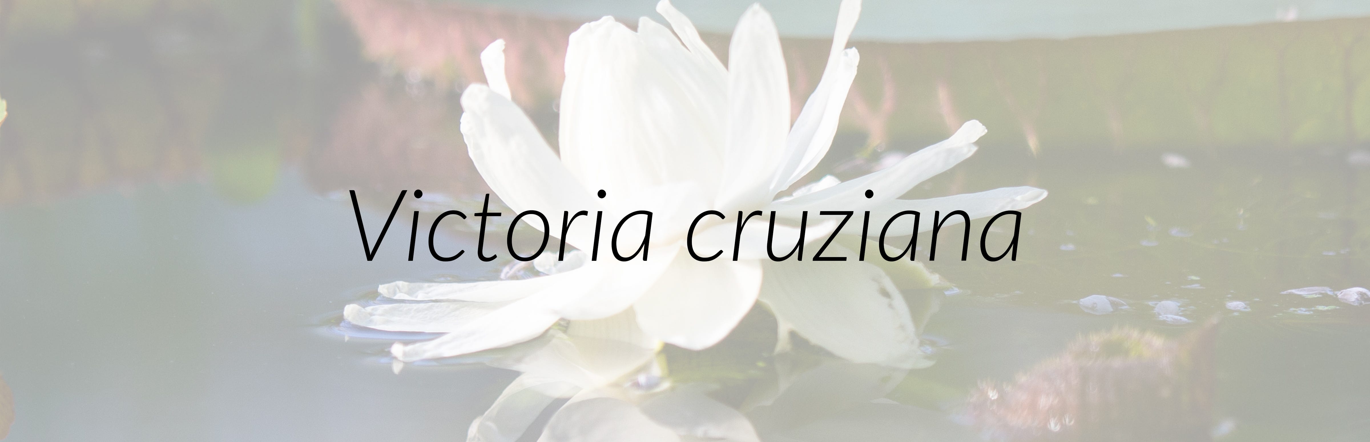 Amazonian Water Lily Plant 31 In The 400 Week Countdown By Plants400 University Of Oxford Botanic Garden And Arboretum Medium