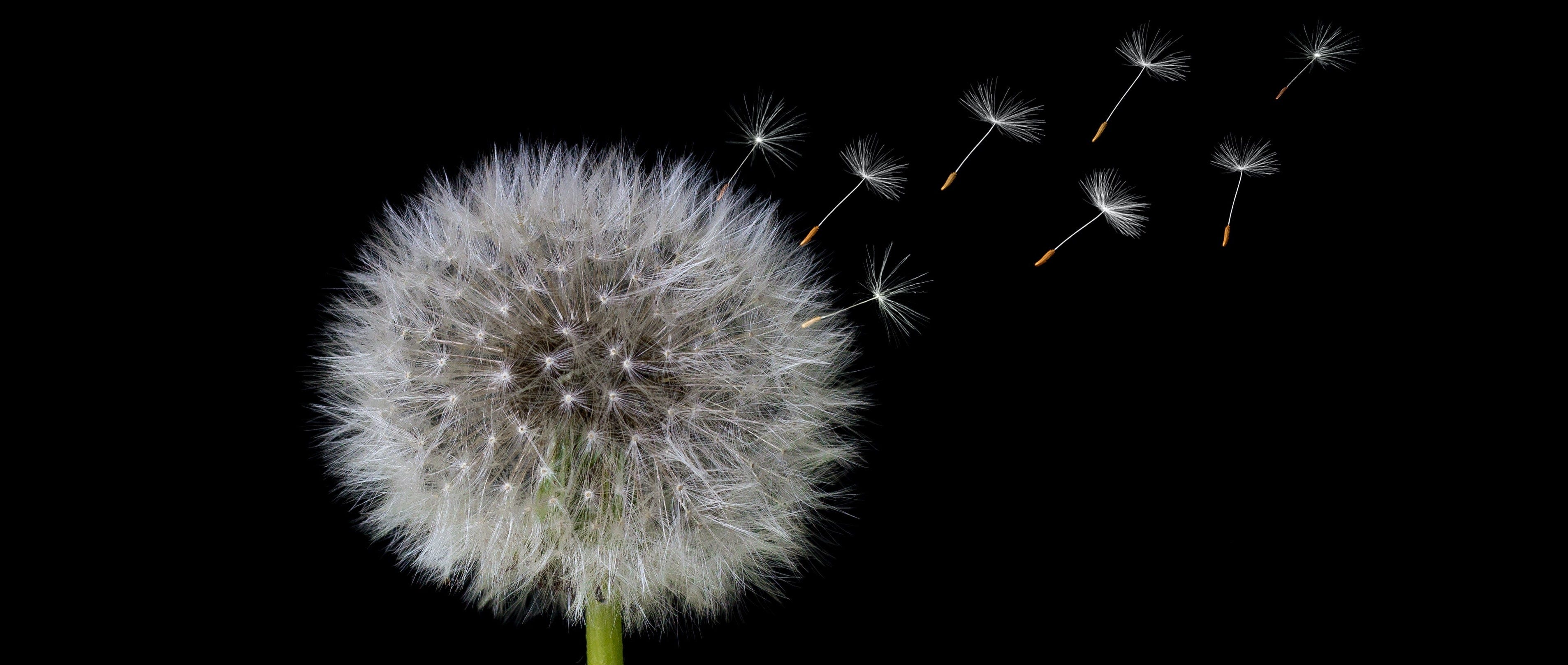 Donna Zuckerberg Medium