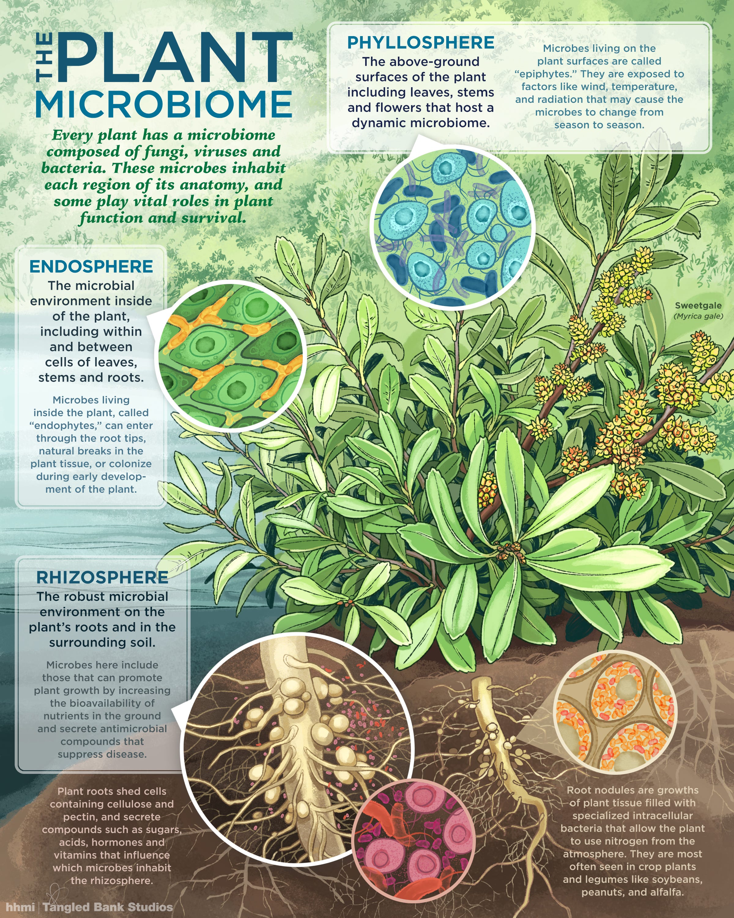 Visualizing The Plant Microbiome - I Contain Multitudes - Medium