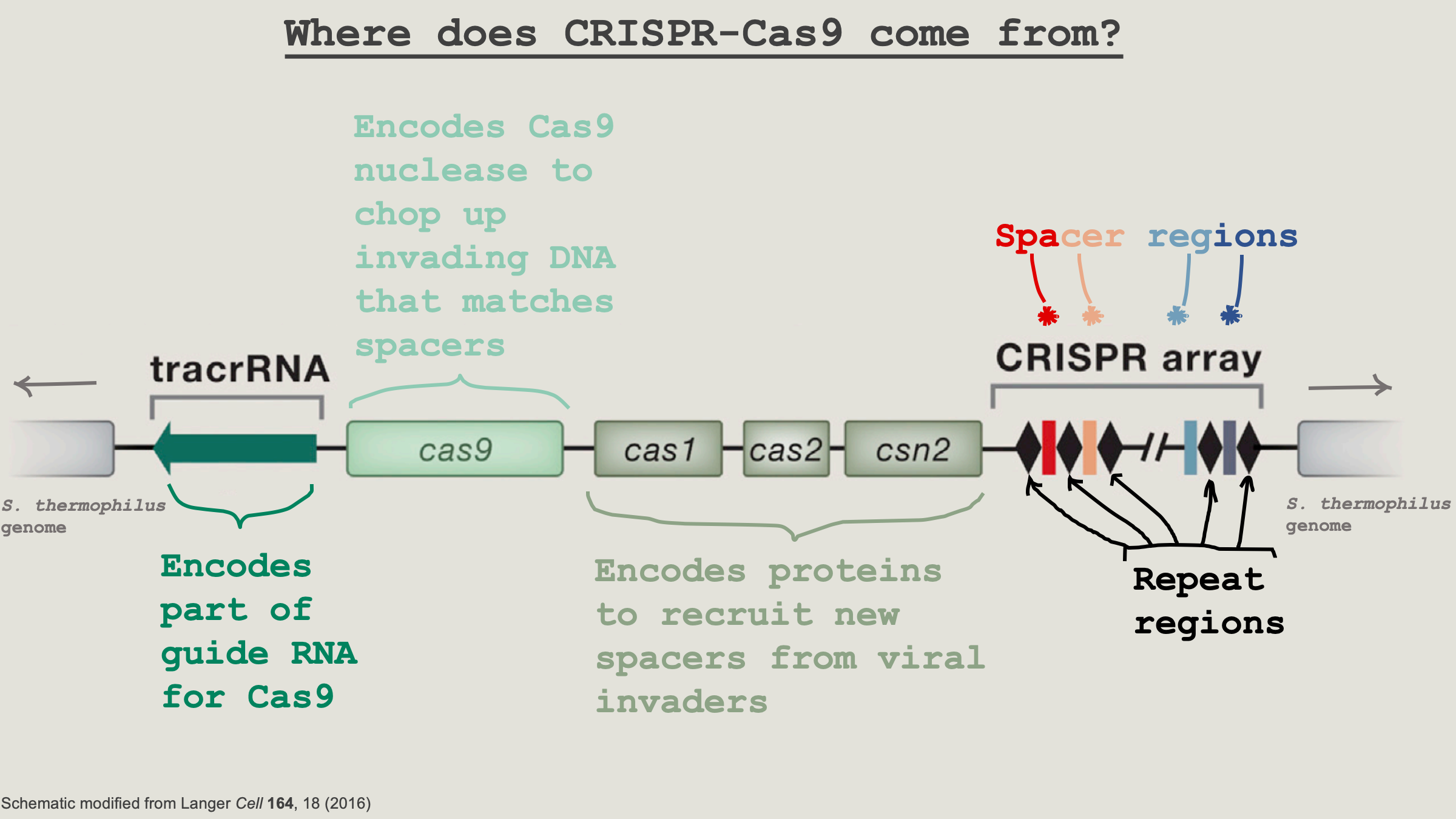 Crispr Crash Course My Informal Crispr Education Began In By Sophia Swartz Show Some Stempathy Medium Crispr Crash Course My Informal Crispr Education Began In By Sophia Swartz Show Some Stempathy Medium