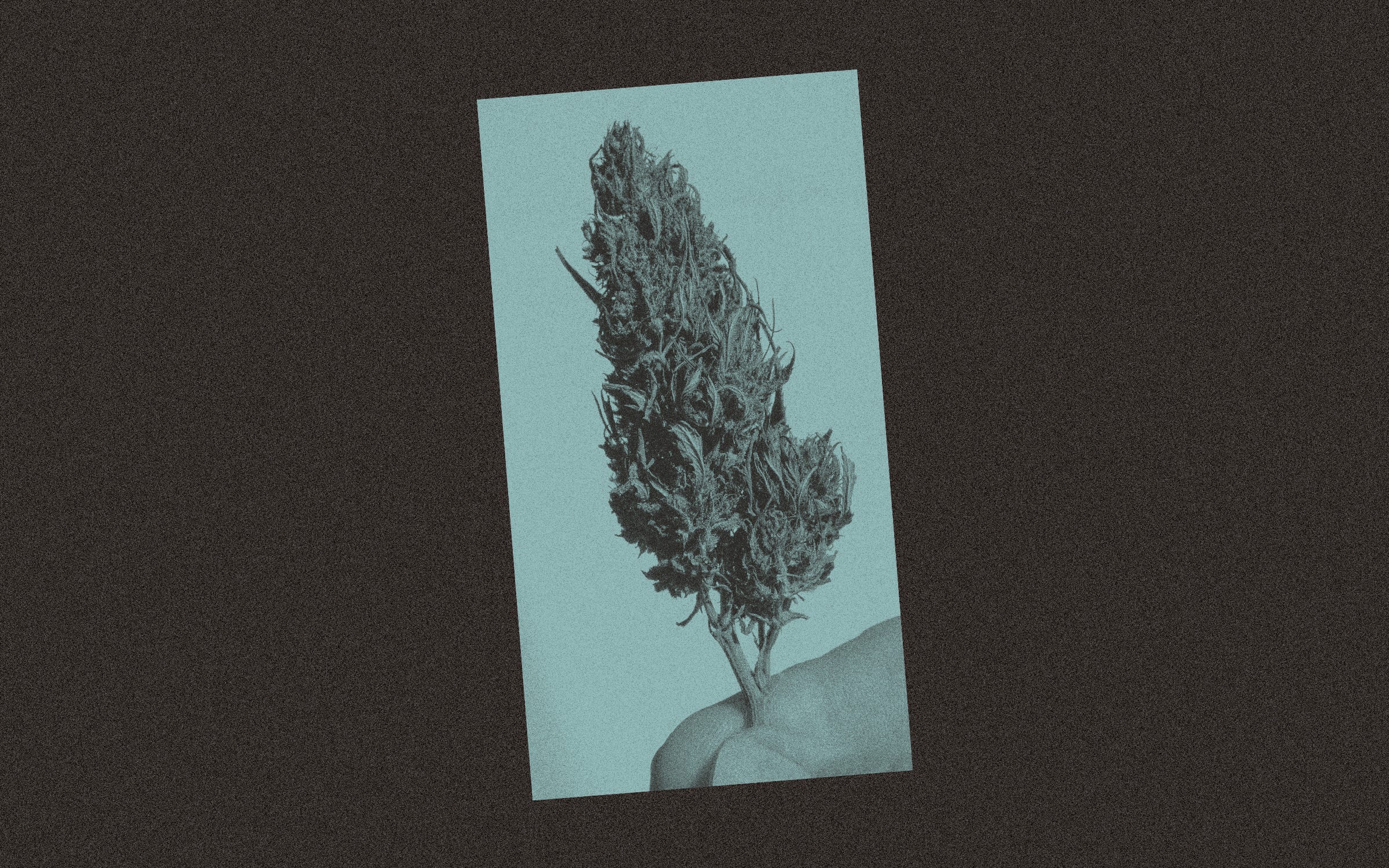 7 Terms For Weed That Prove You Re A Cop Ranked By Level Editors Level