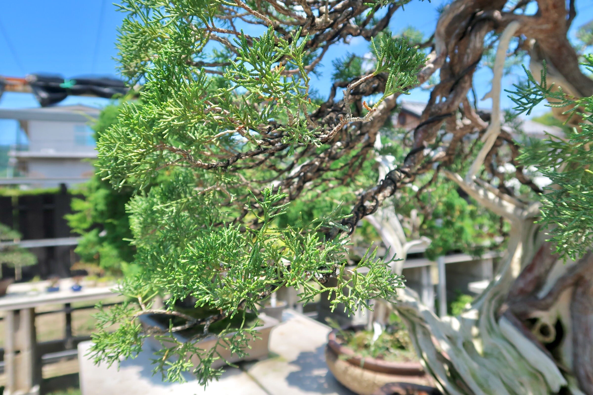 高松盆栽 Bonsai 瀨戶內海藝術祭女木島 中西珍松園 By Vivian Chen Medium