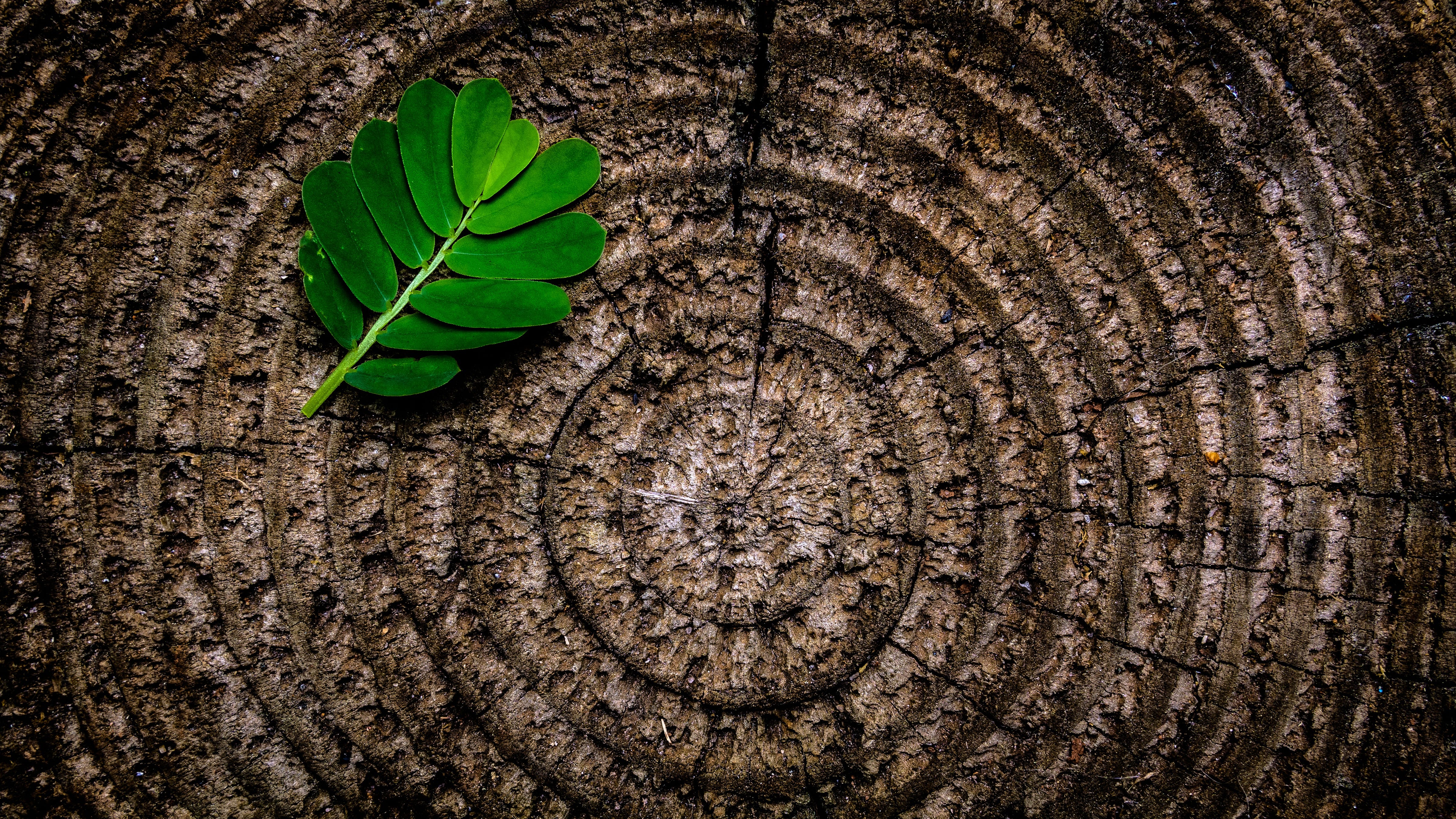 Finding Geometry in Nature. A guide for your nature walks | by Children's  Discovery Museum | Purple Museum | Medium