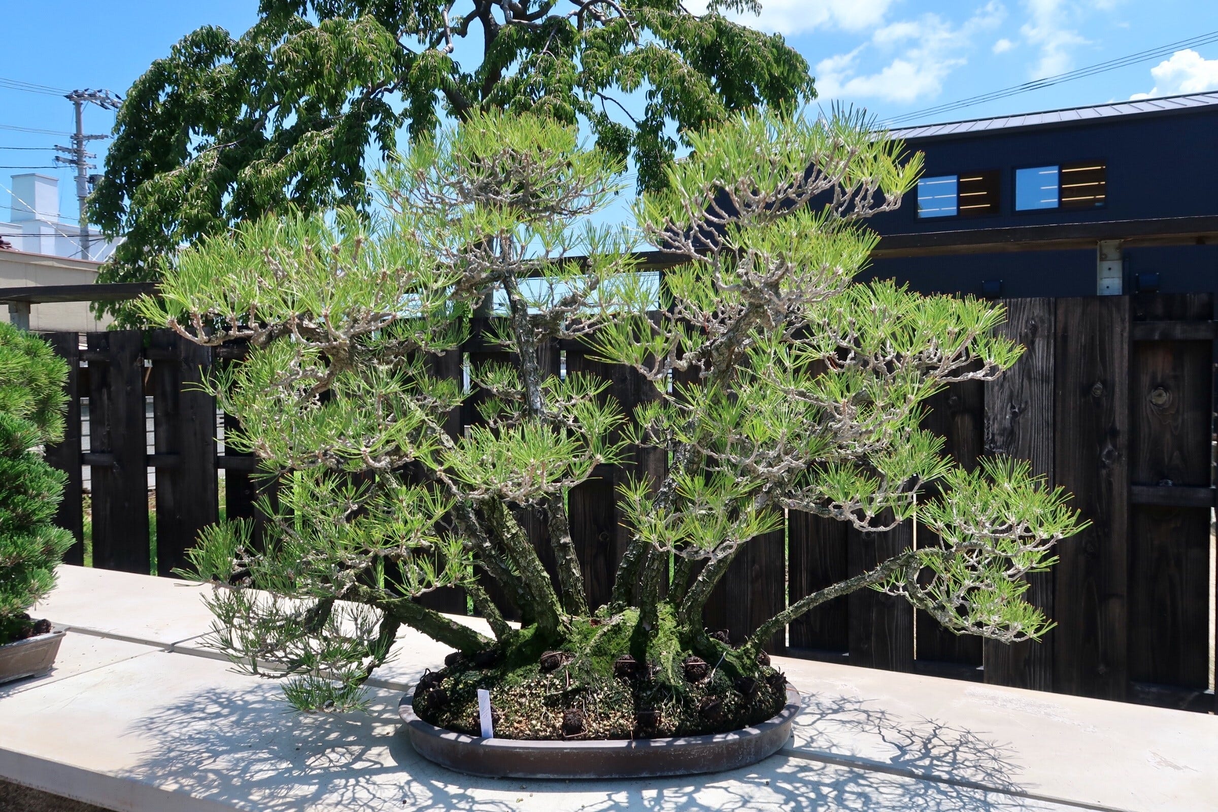 高松盆栽 Bonsai 瀨戶內海藝術祭女木島 中西珍松園 By Vivian Chen Medium
