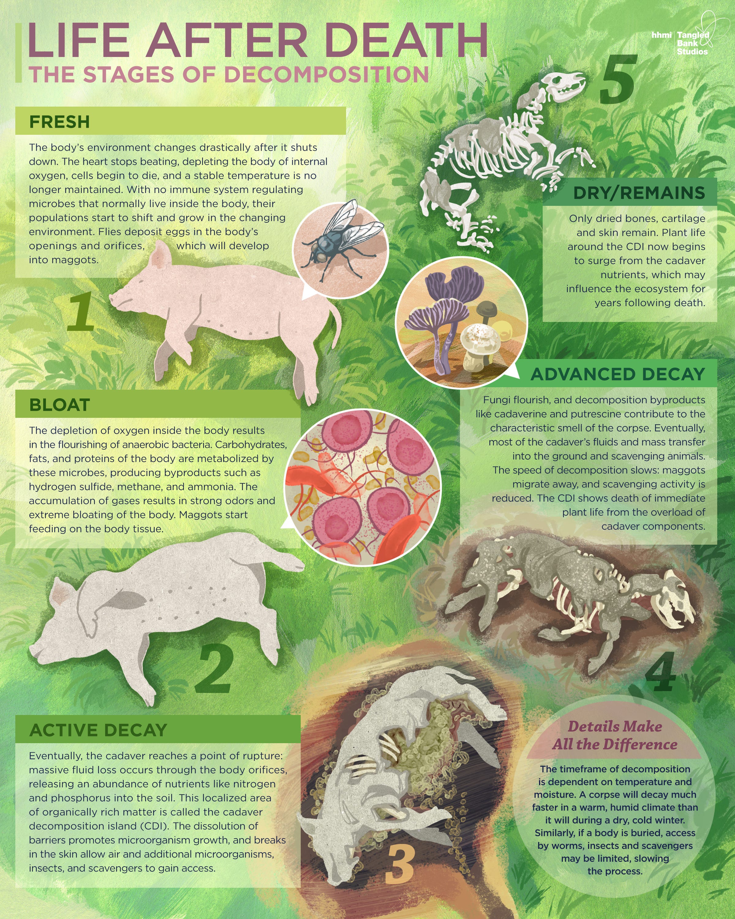The Stages of Decomposition. In our latest infographic, get a… | by