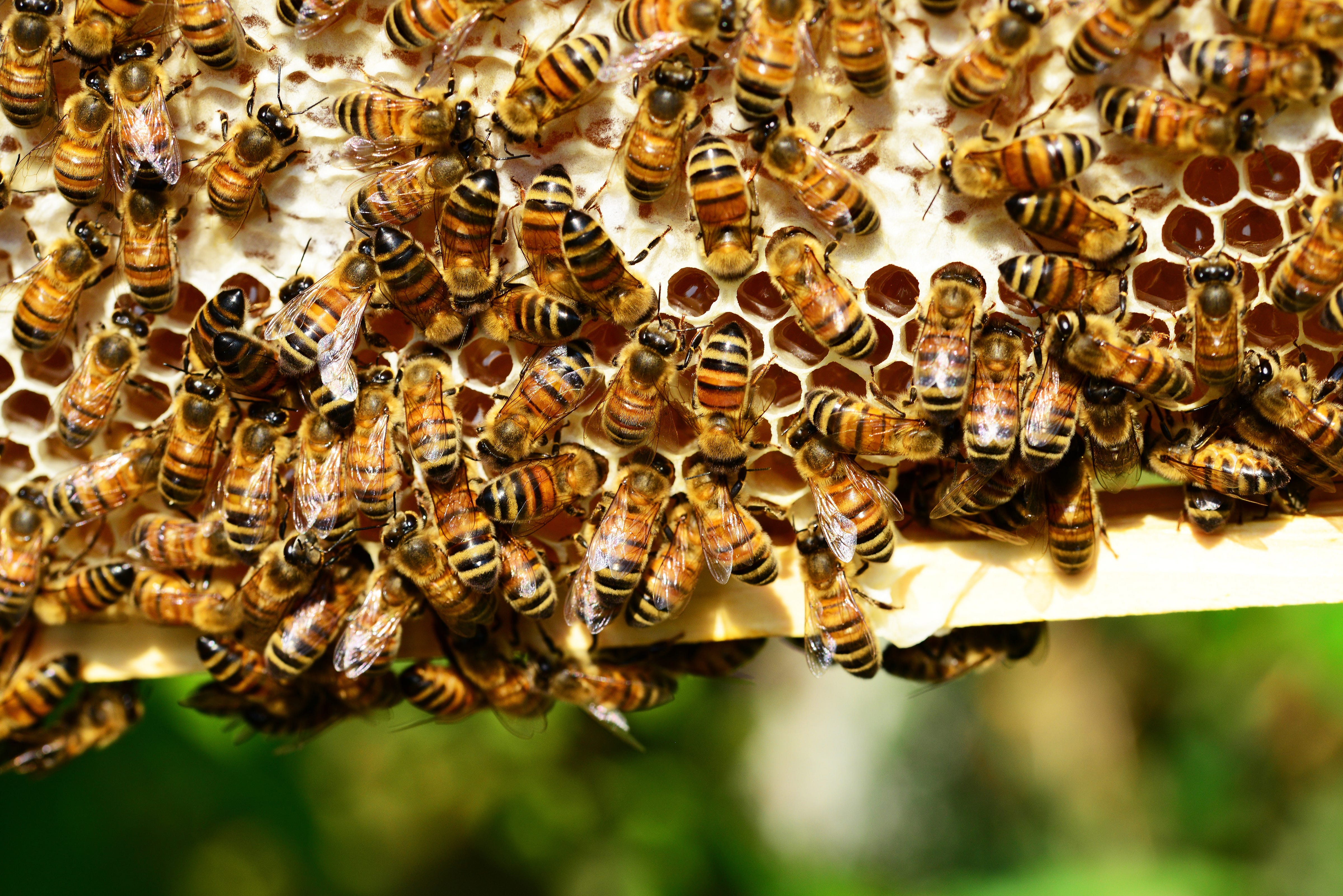 A Swarm Intelligence Approach To Optimization Problems Using The Artificial Bee Colony Abc Algorithm By Pedro Buarque Cesar Update Medium