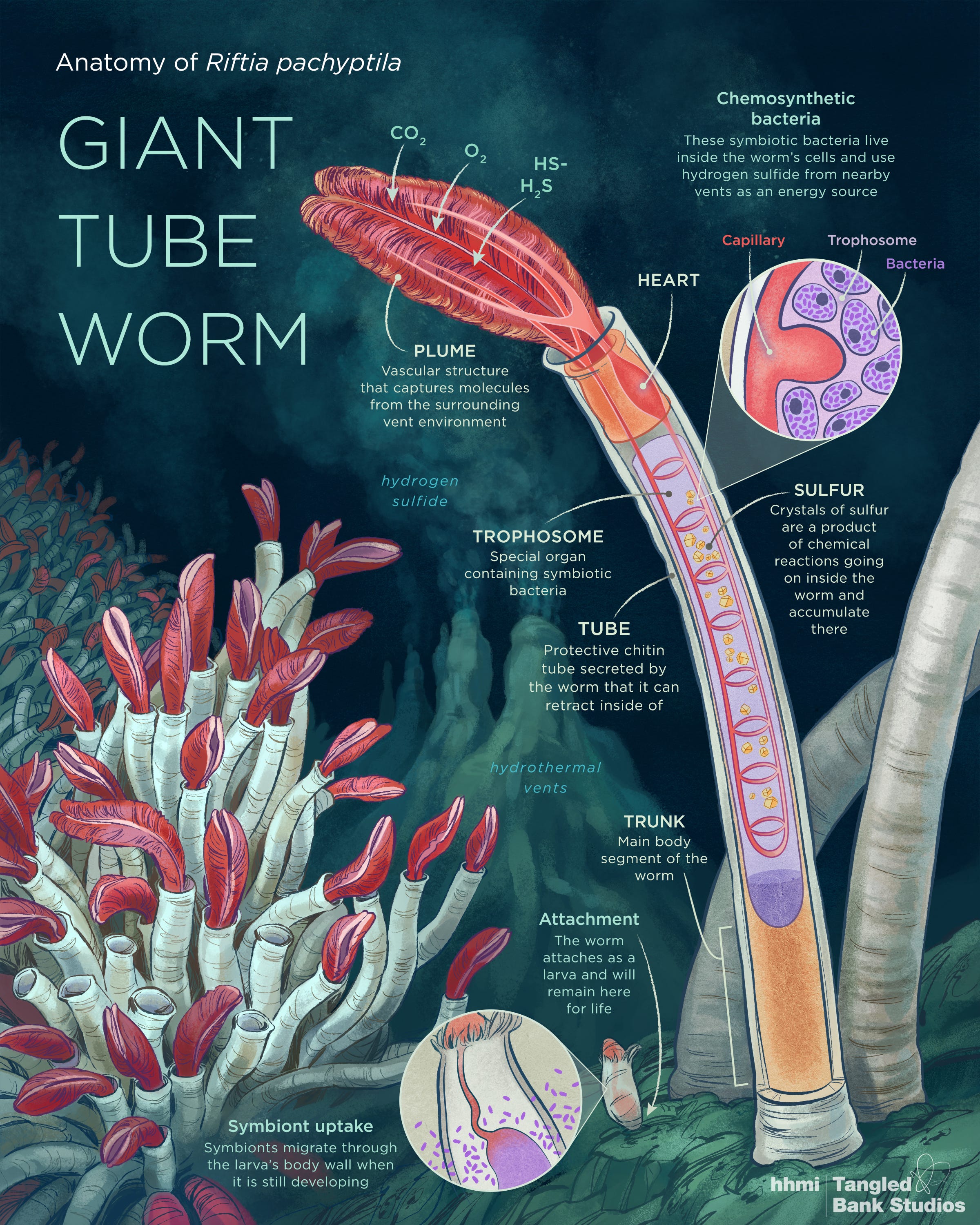Anatomy of a Giant Tube Worm - I Contain Multitudes - Medium