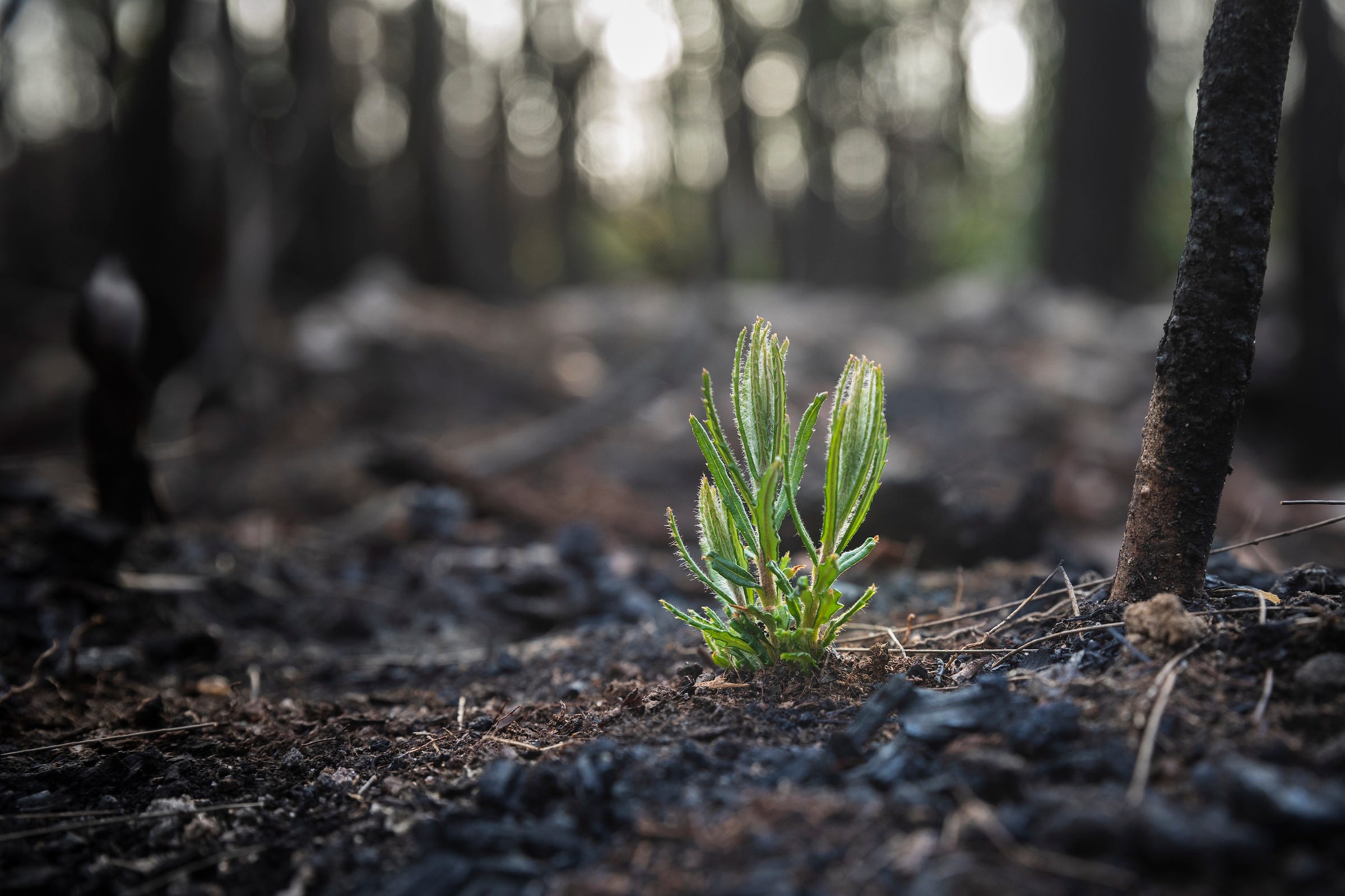 Closeup on a small, green sapling on the floor of a forest that has burnt down. The background’s blurry.