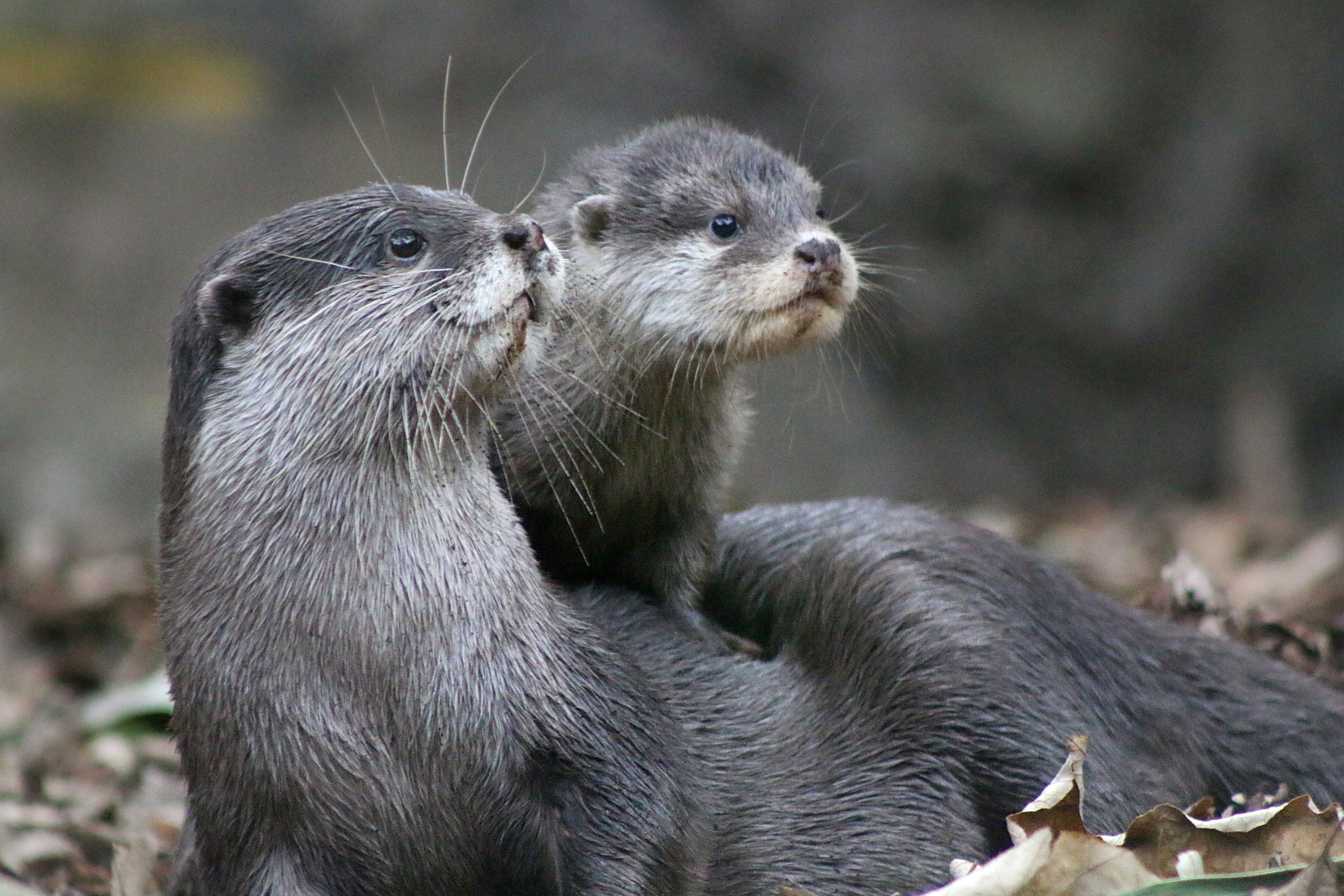 Otter history and some interesting facts