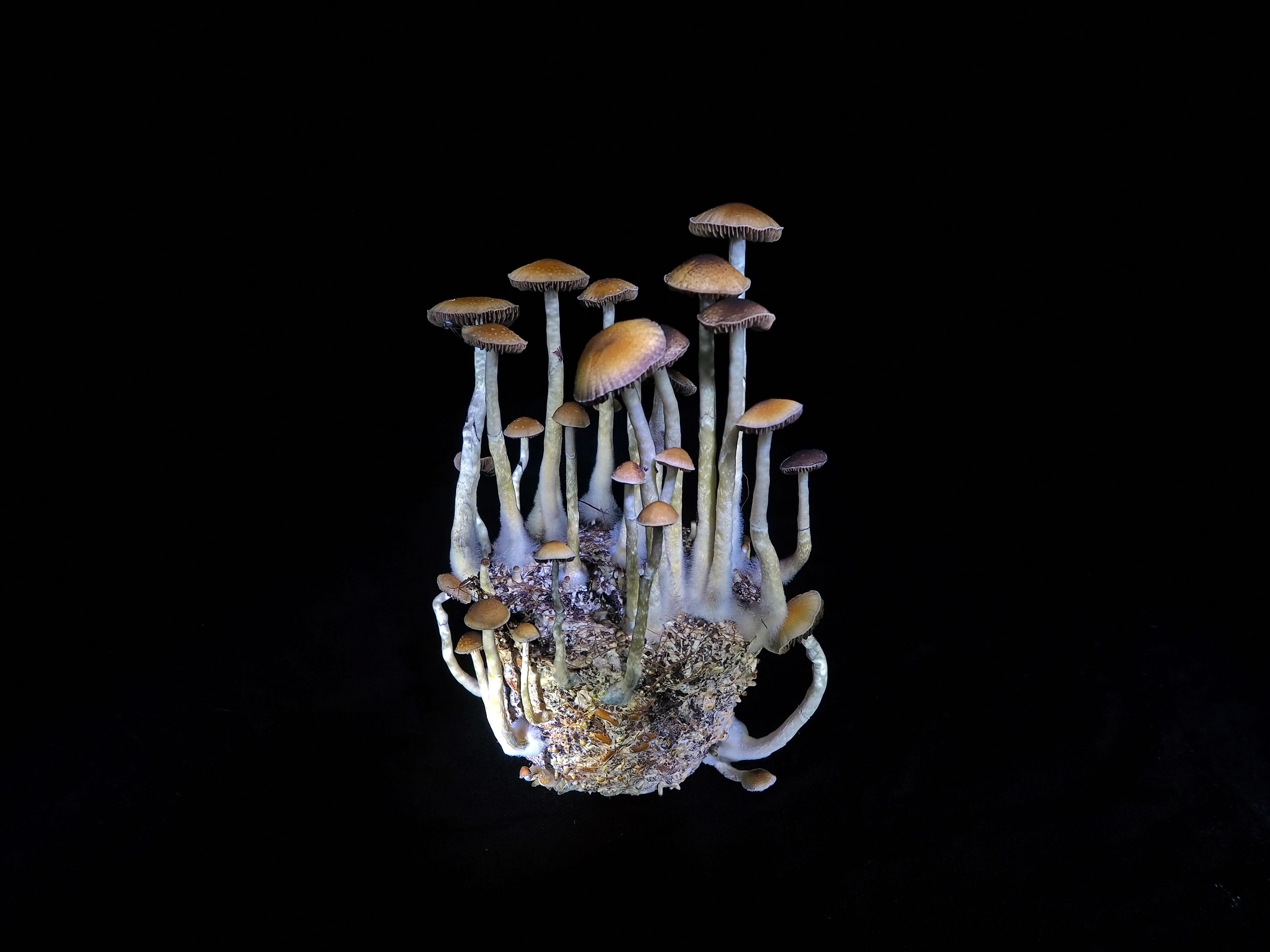 The No Fail Beginners Guide To Growing Magic Mushrooms By Janet Ashforth Medium