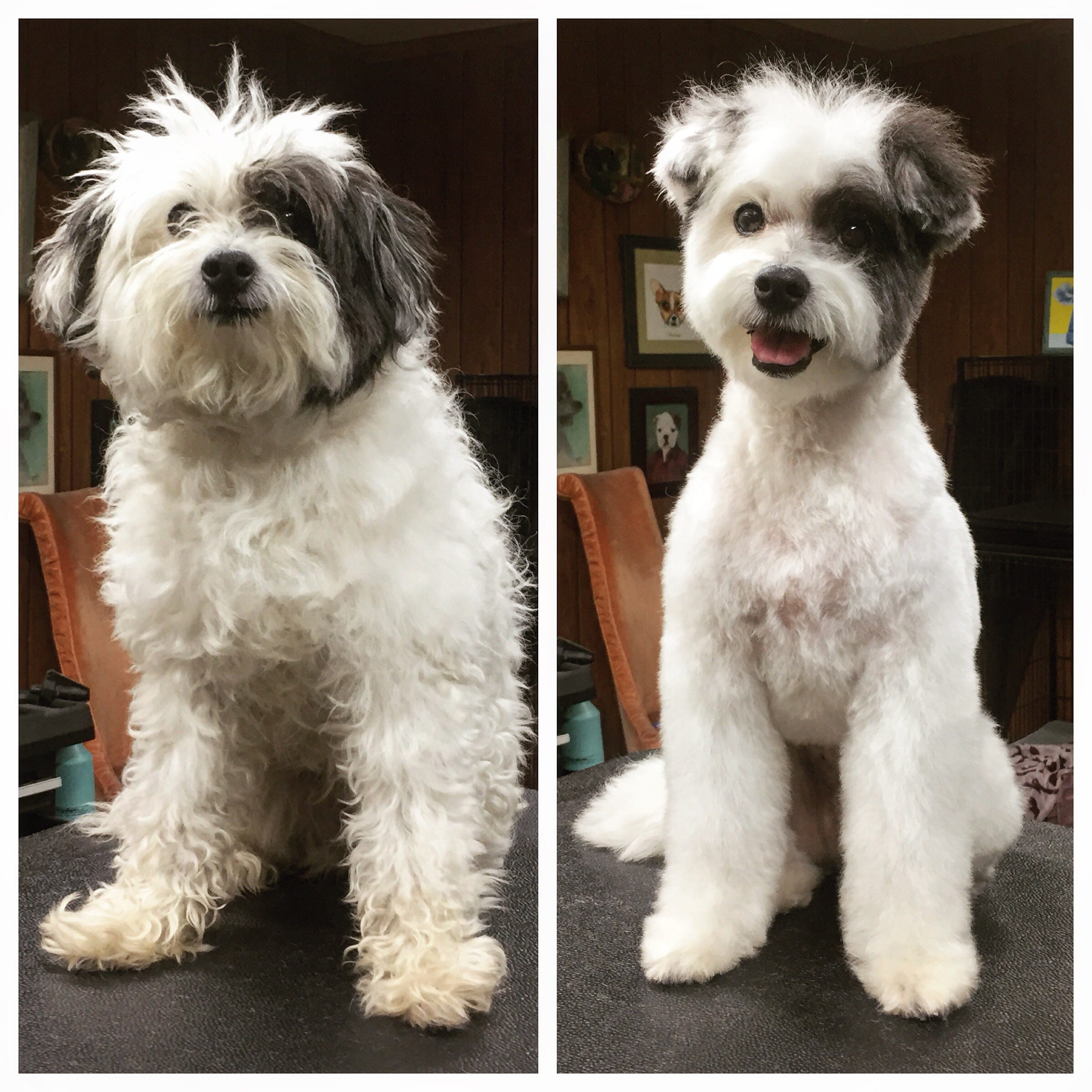 dog grooming for beginners