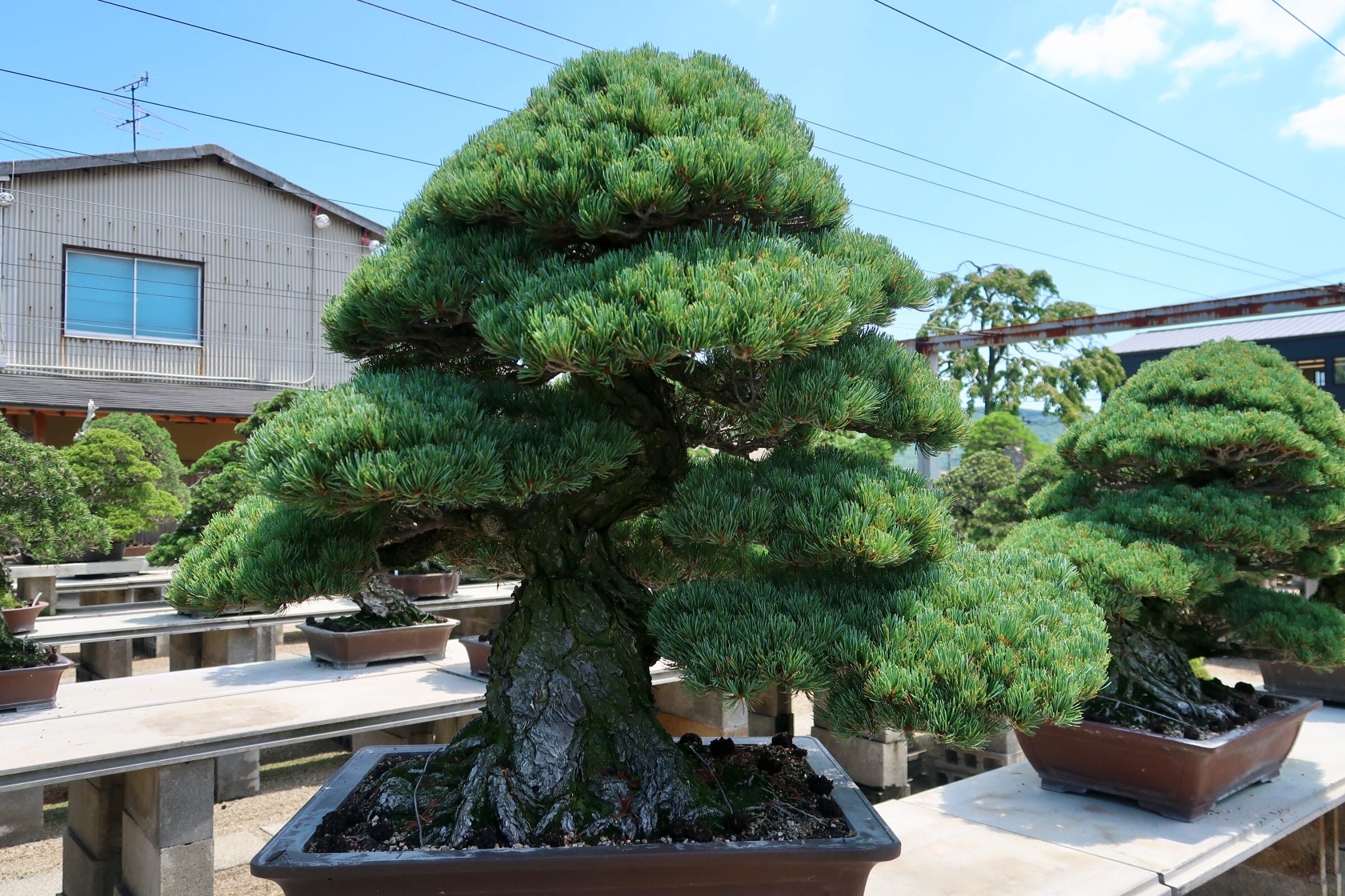 高松盆栽 Bonsai 瀨戶內海藝術祭女木島 中西珍松園 By Vivian Chen Medium