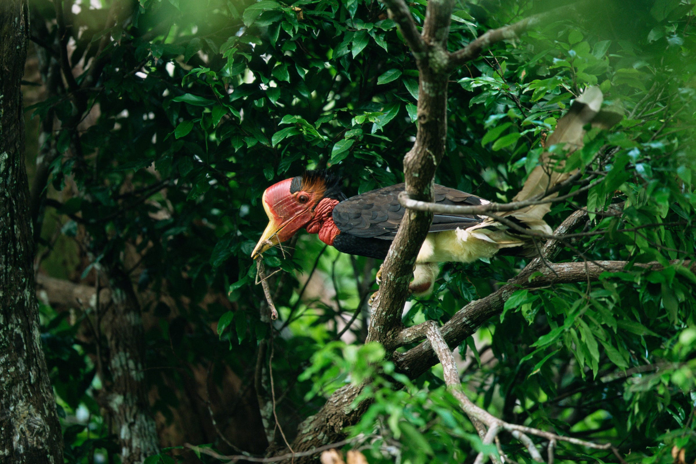 Species for Sale: Helmeted Hornbill | by WWF HK | Panda blog @WWF-Hong