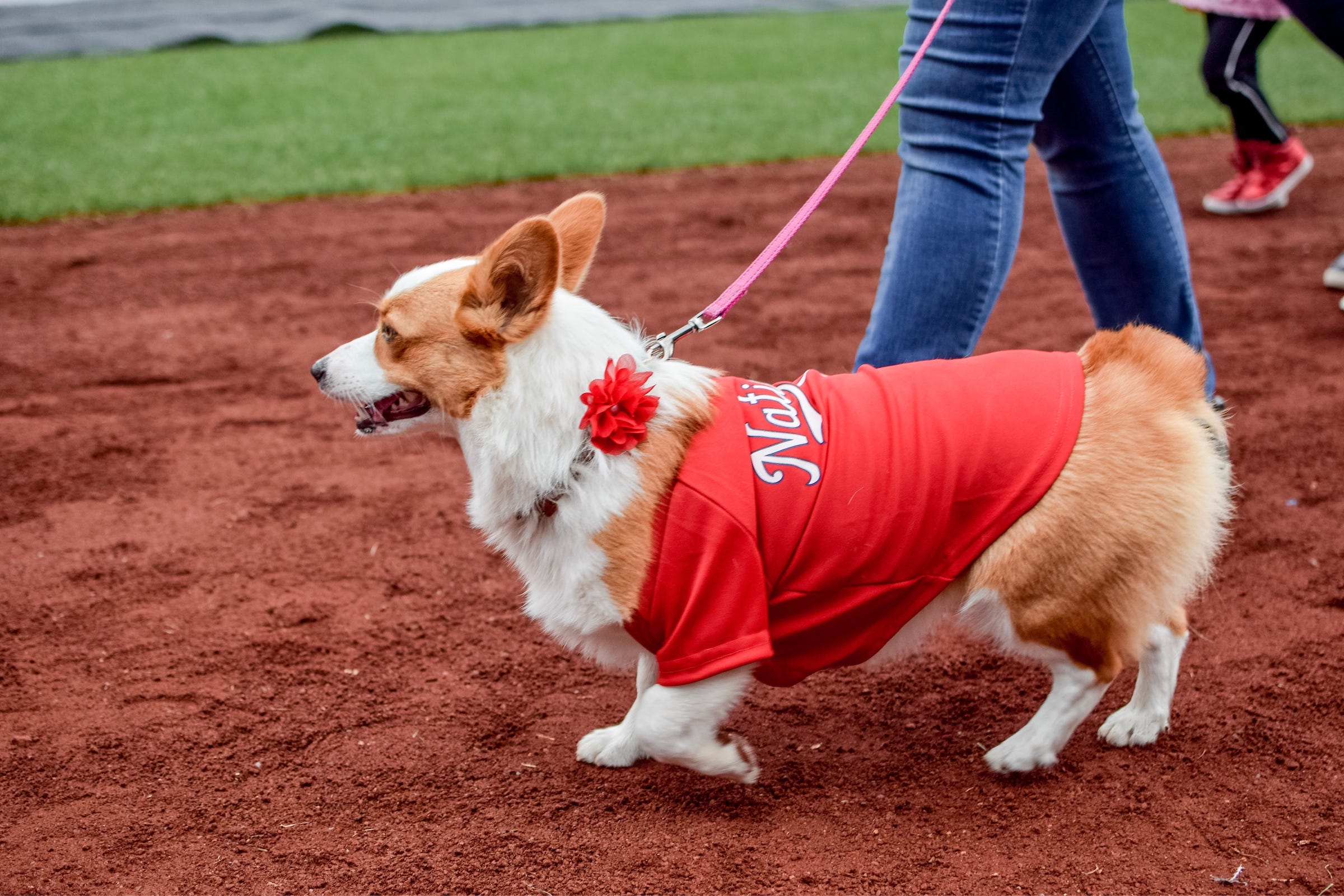 braves dog jersey