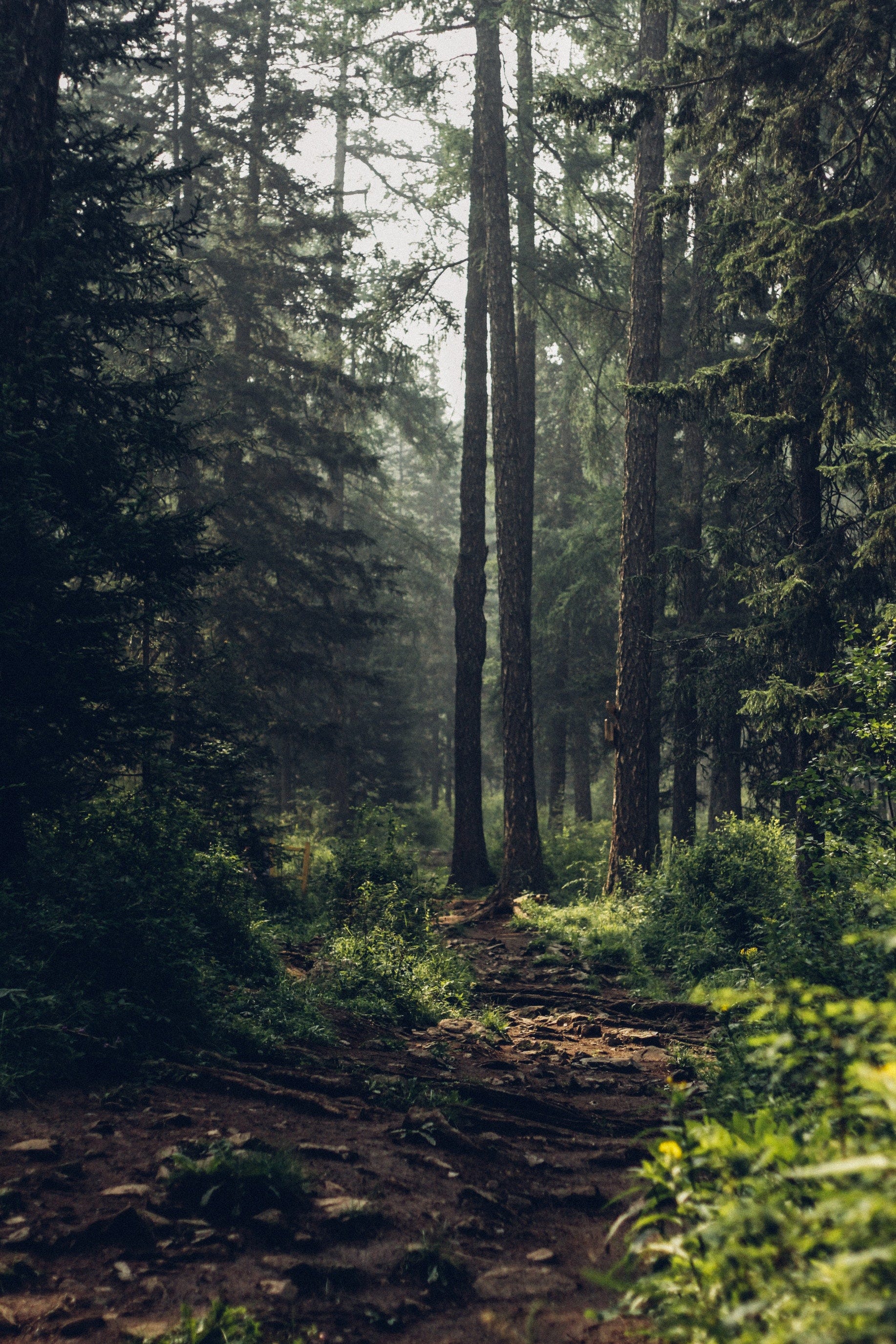I Woke Up In A Forest How In The World Did I Get Here By Brian Kurian Writers Guild Medium