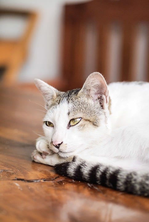 physical therapy for cats