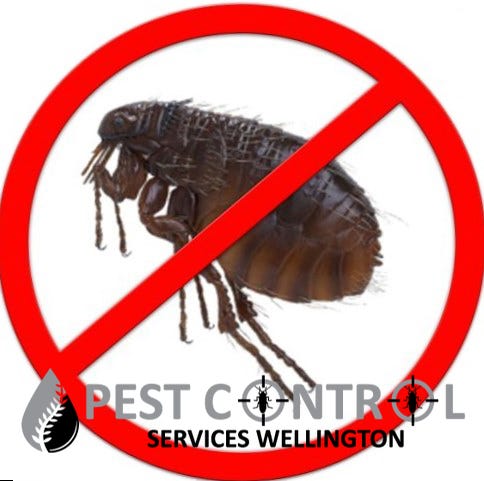 best flea exterminator