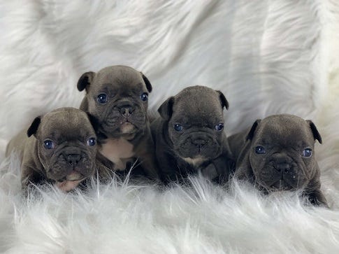 Download French Bulldog Puppy Super Cute Female Black Trindle By For iPhone Free Wallpaper French Bulldog Puppy Super Cute Female Black Trindle By Free