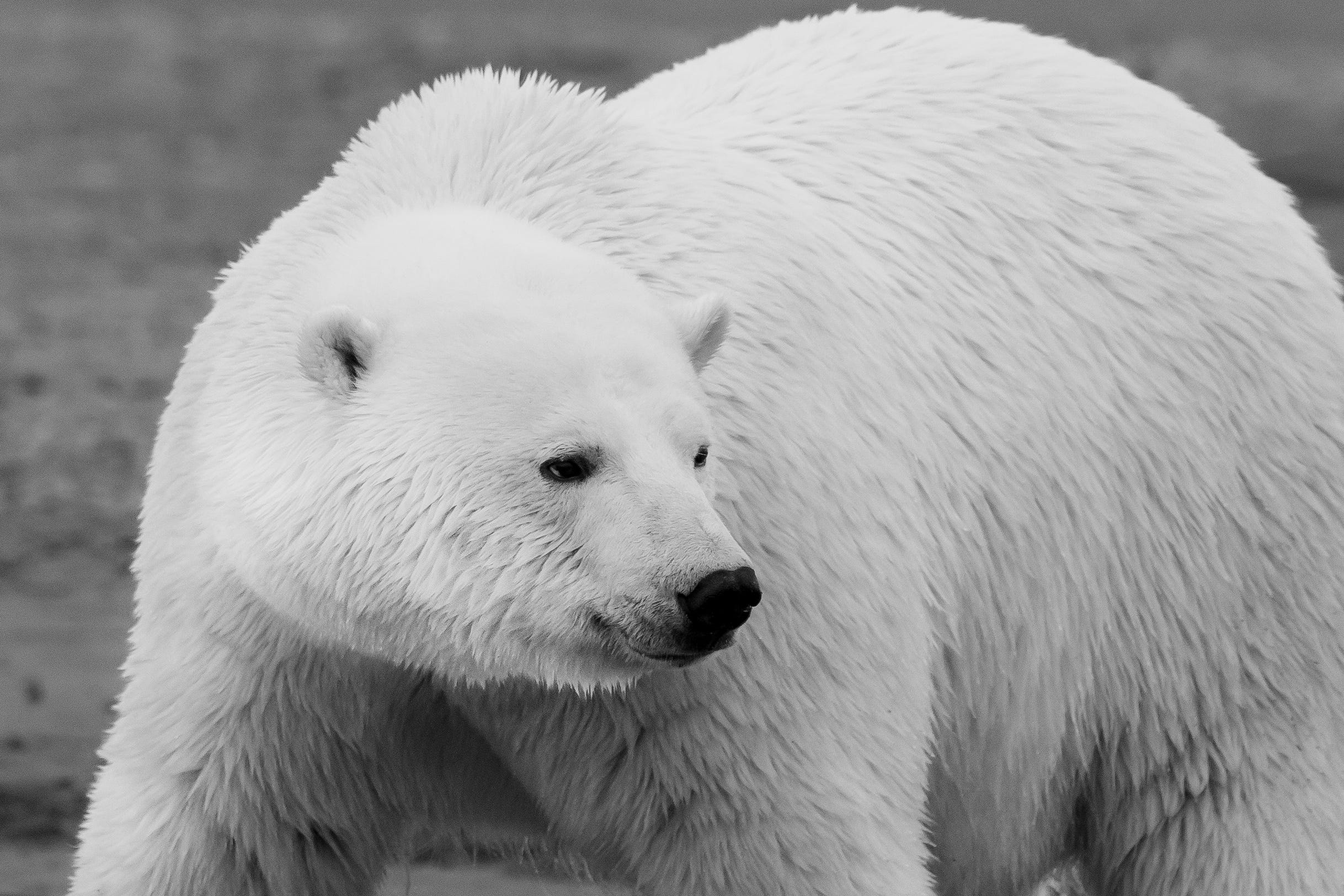 Close up black and white image of a polar bear with head turned toward the side.