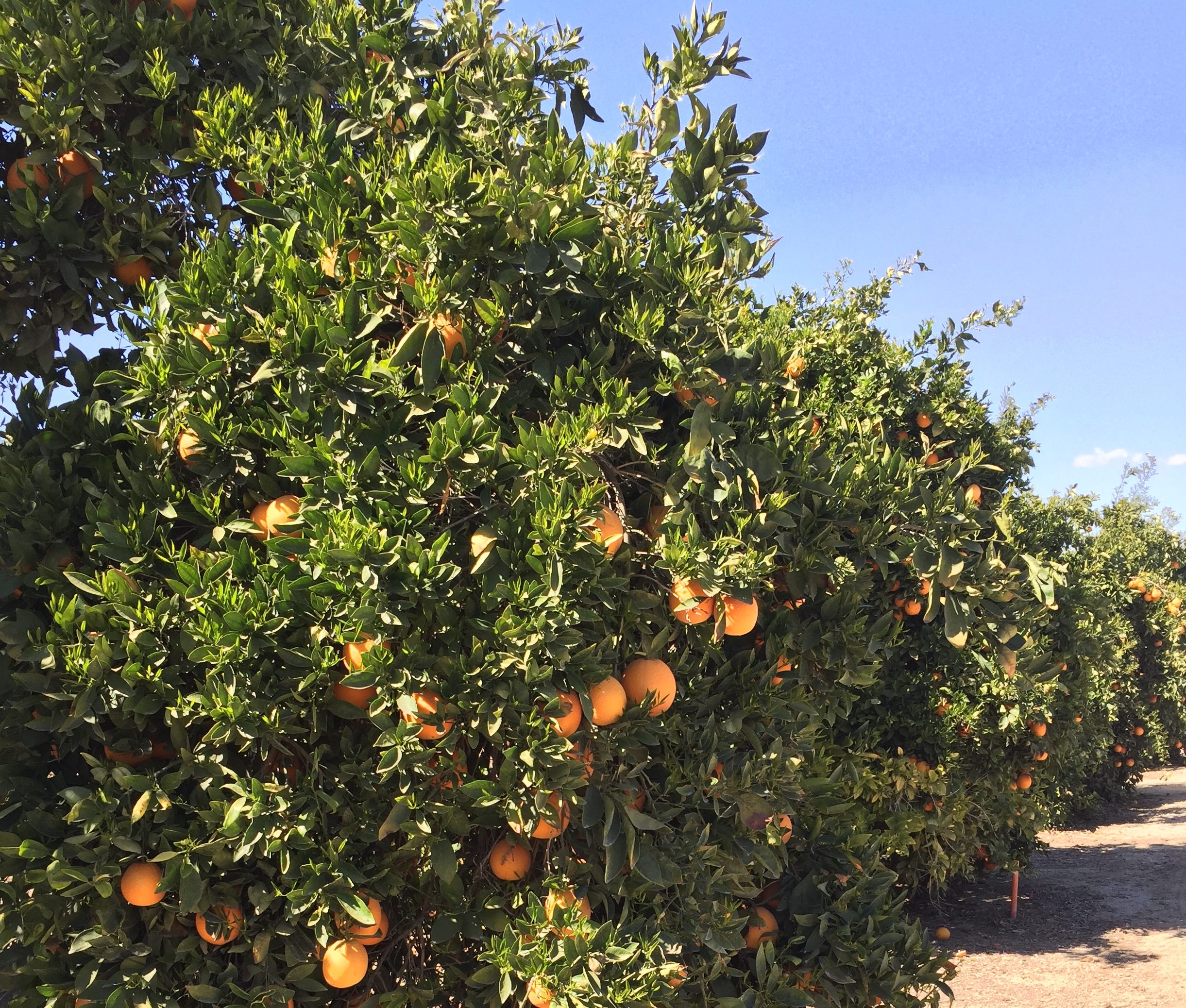 Inside The Dangerous Life Of A Navel Orange By Micki Seibel World Positive