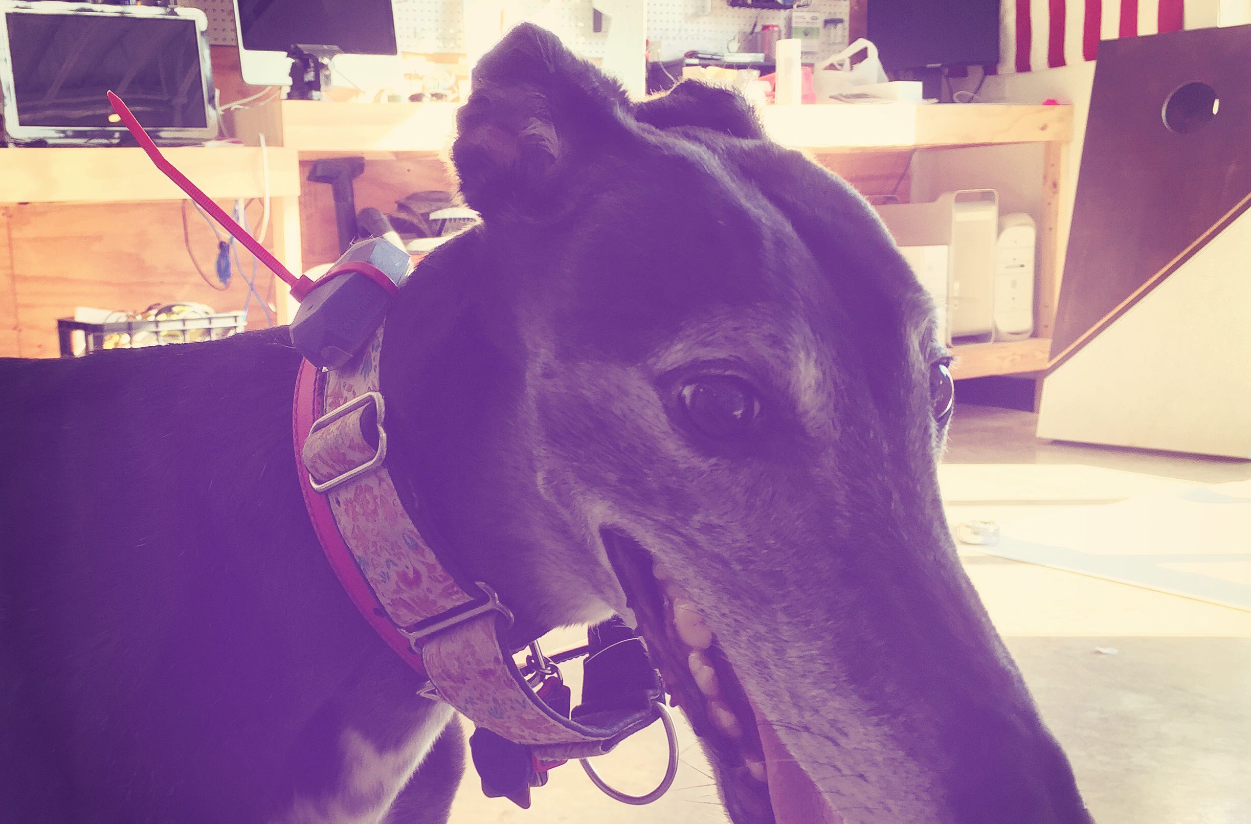 track my dog with my phone