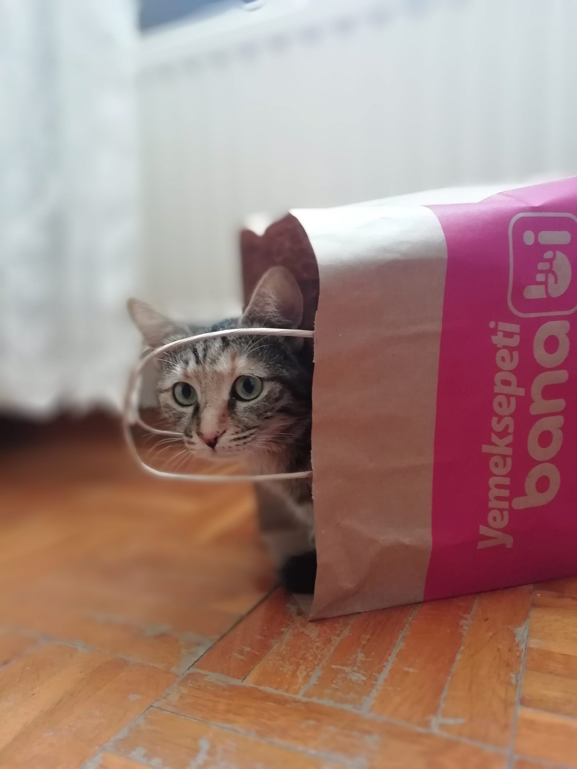 cat in the bag
