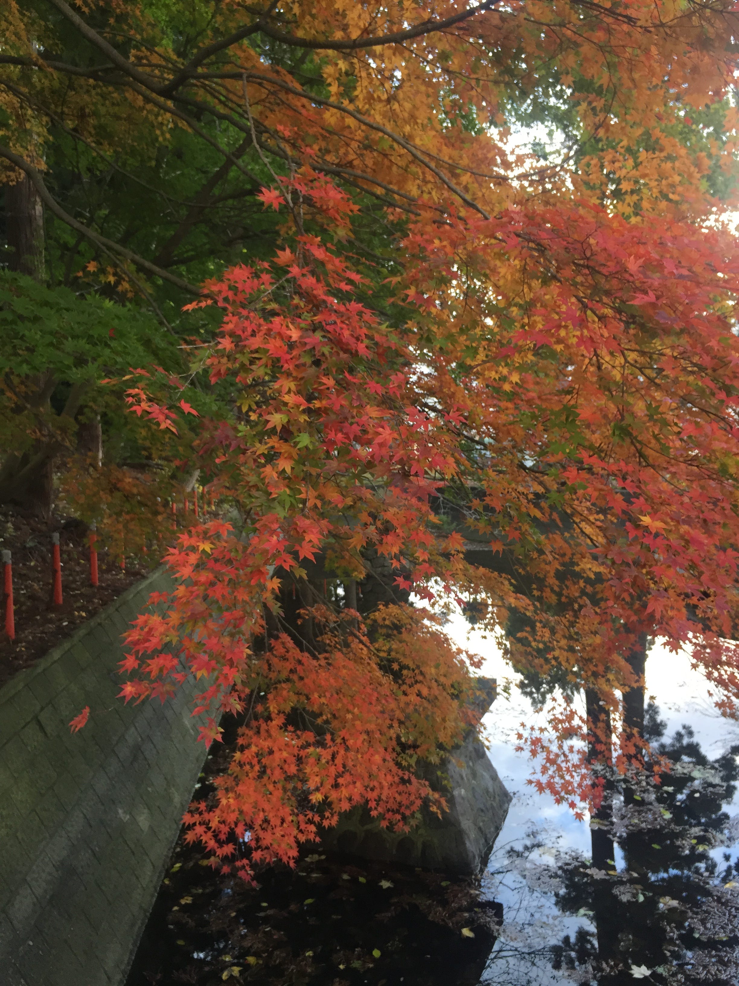 上越妙高 紅葉秘境 利用免費接駁巴士 妙高市營巴士聰明玩上越妙高 By Vivian Chen Medium