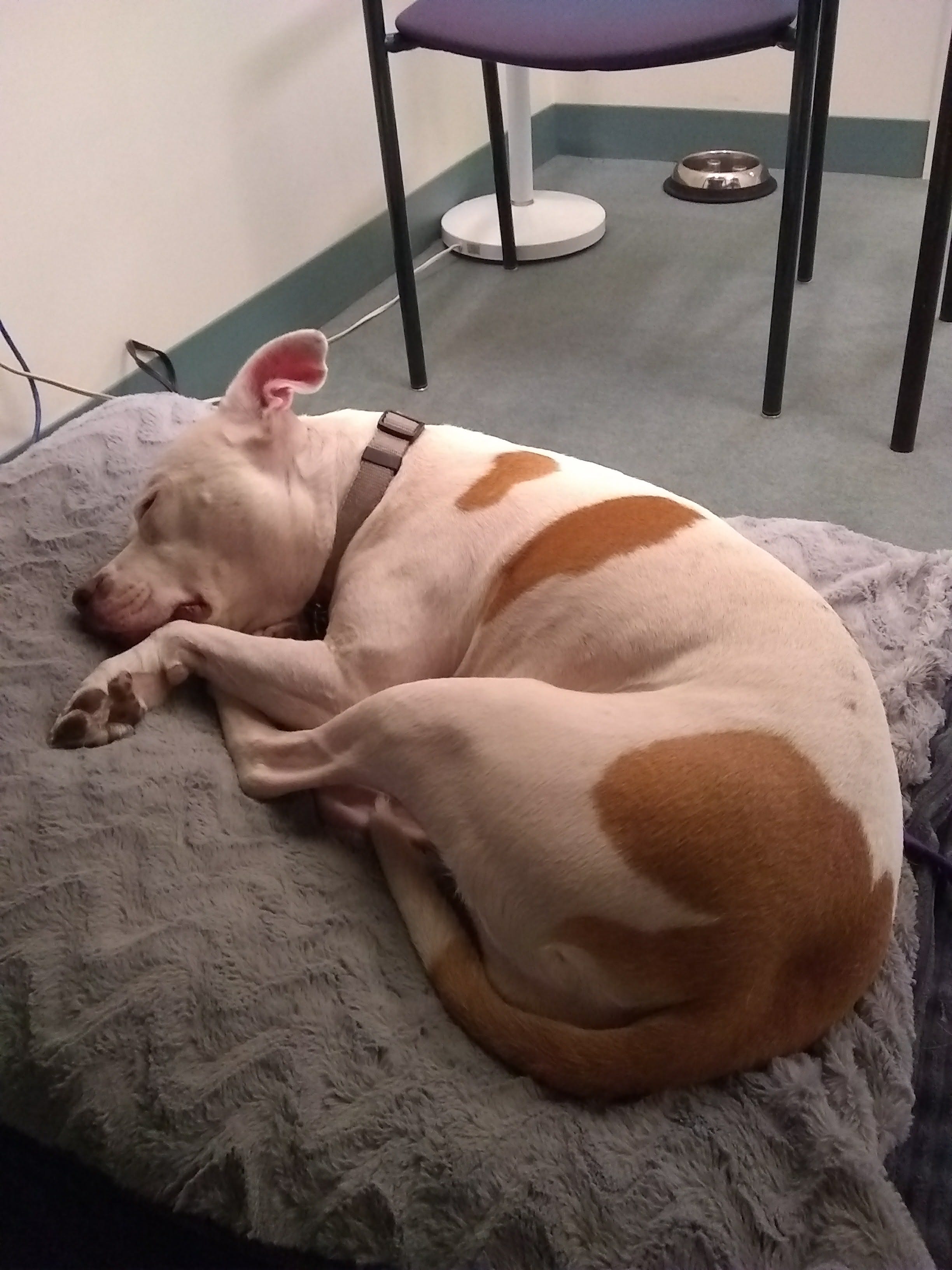 The Workplace Puppies Of Children S Theatre Company