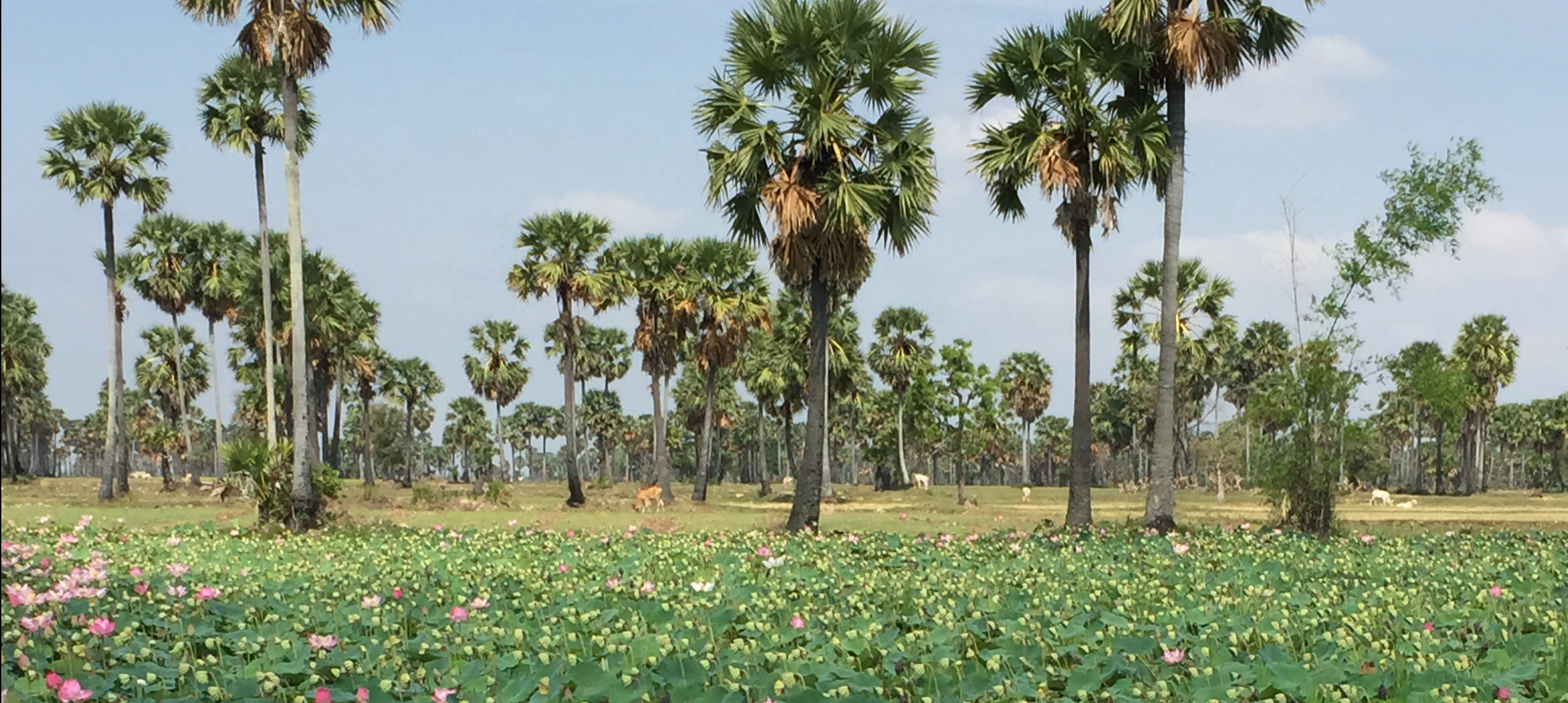 Palm Tree In Cambodia Khmer27 Smilingu Medium