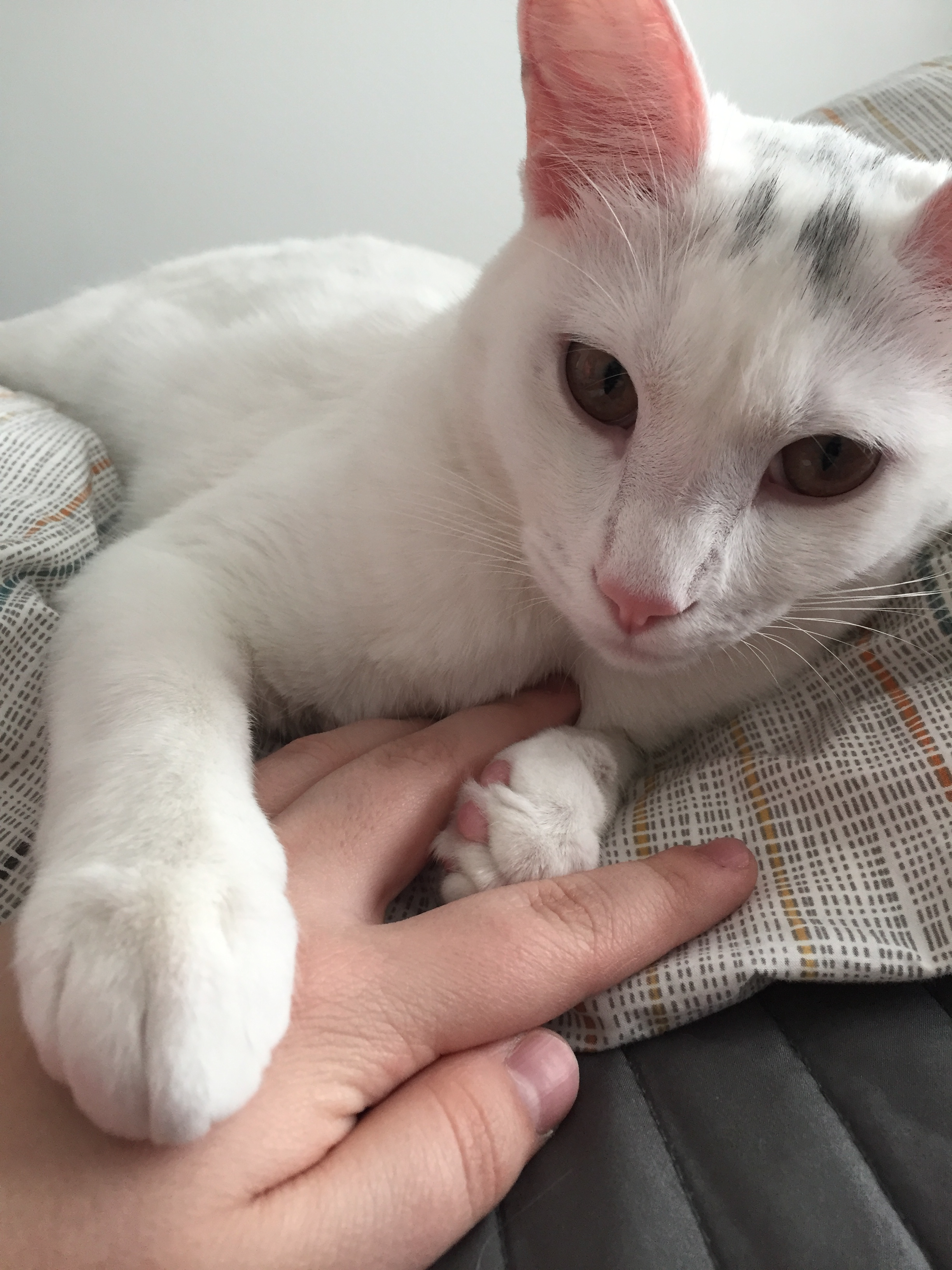 one year old cat