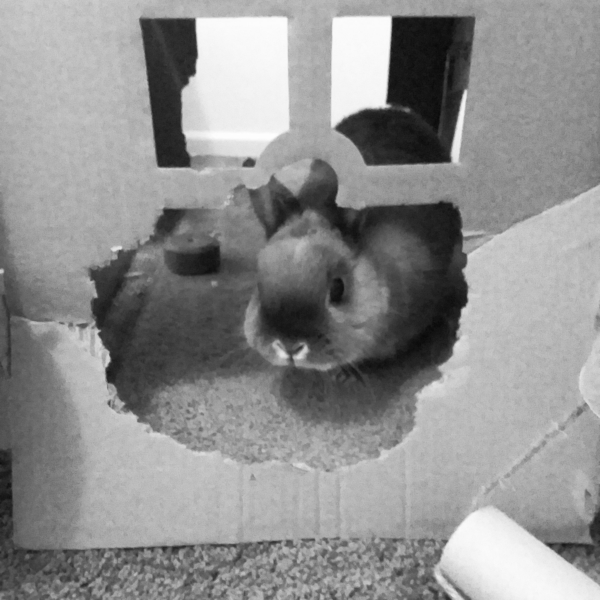 rabbit house near me