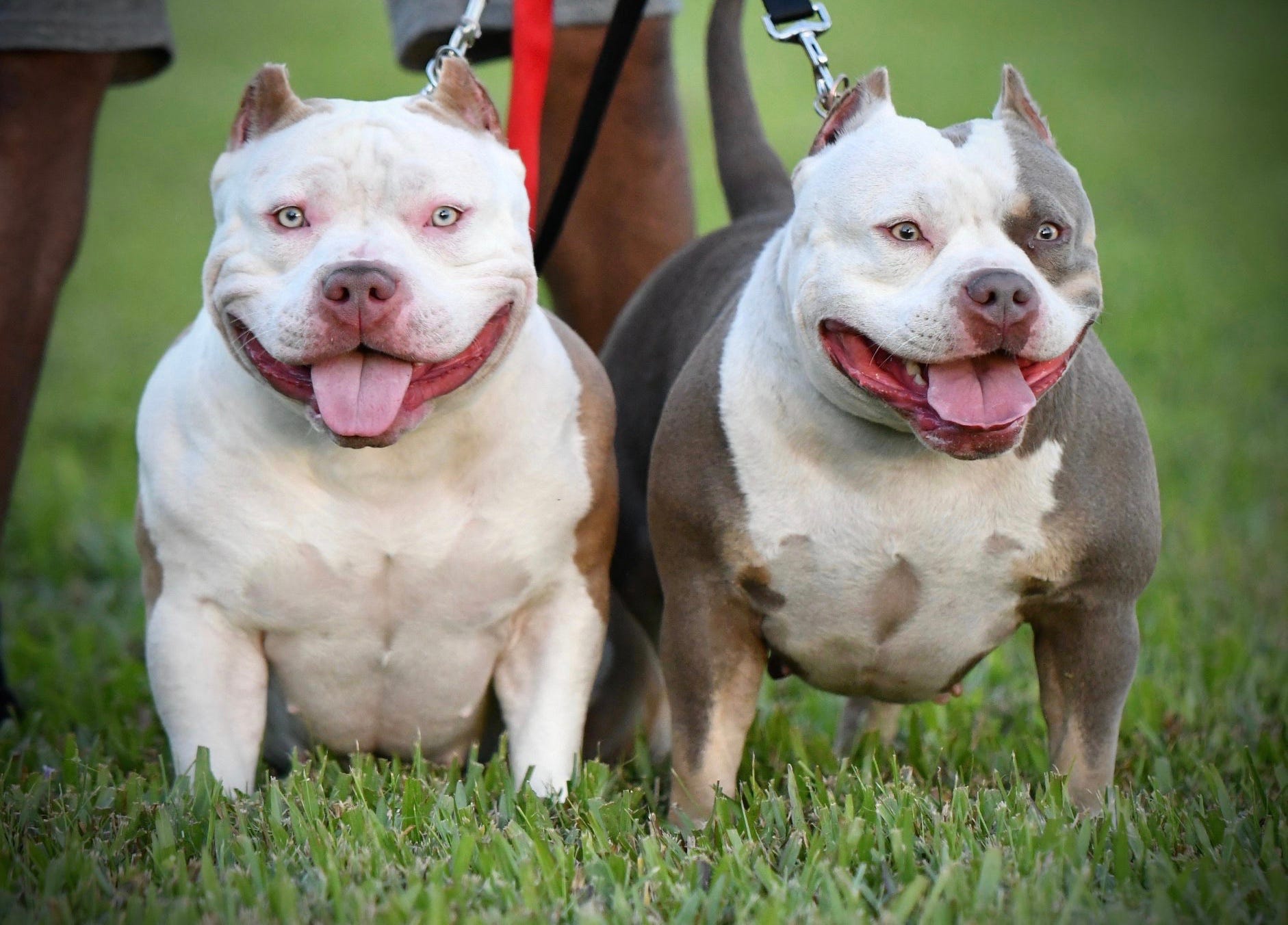 pocket bully kennels near me